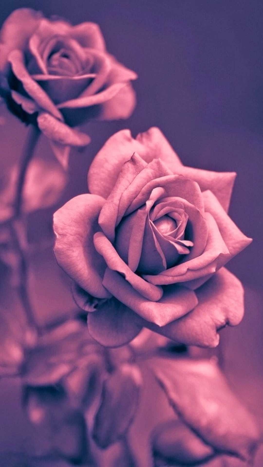 Roses Iphone 6 Wallpapers