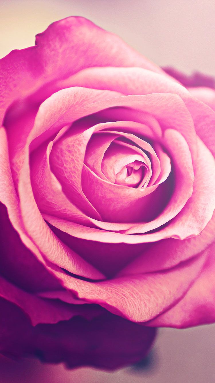 Roses Iphone 6 Wallpapers