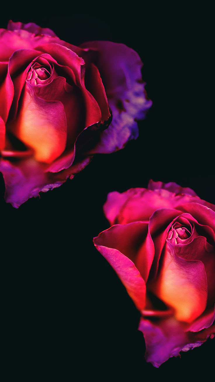 Roses Iphone 6 Wallpapers