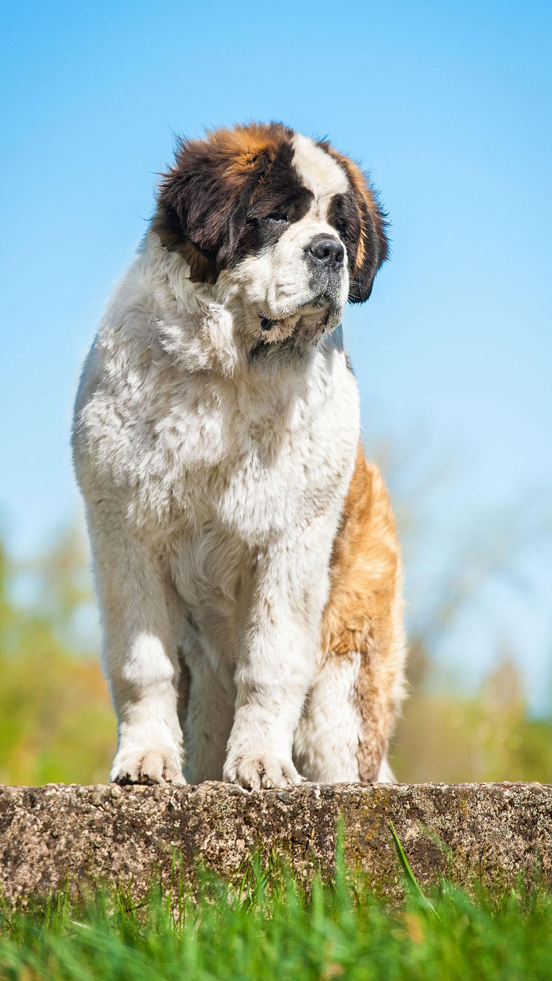 Saint Bernard Wallpapers