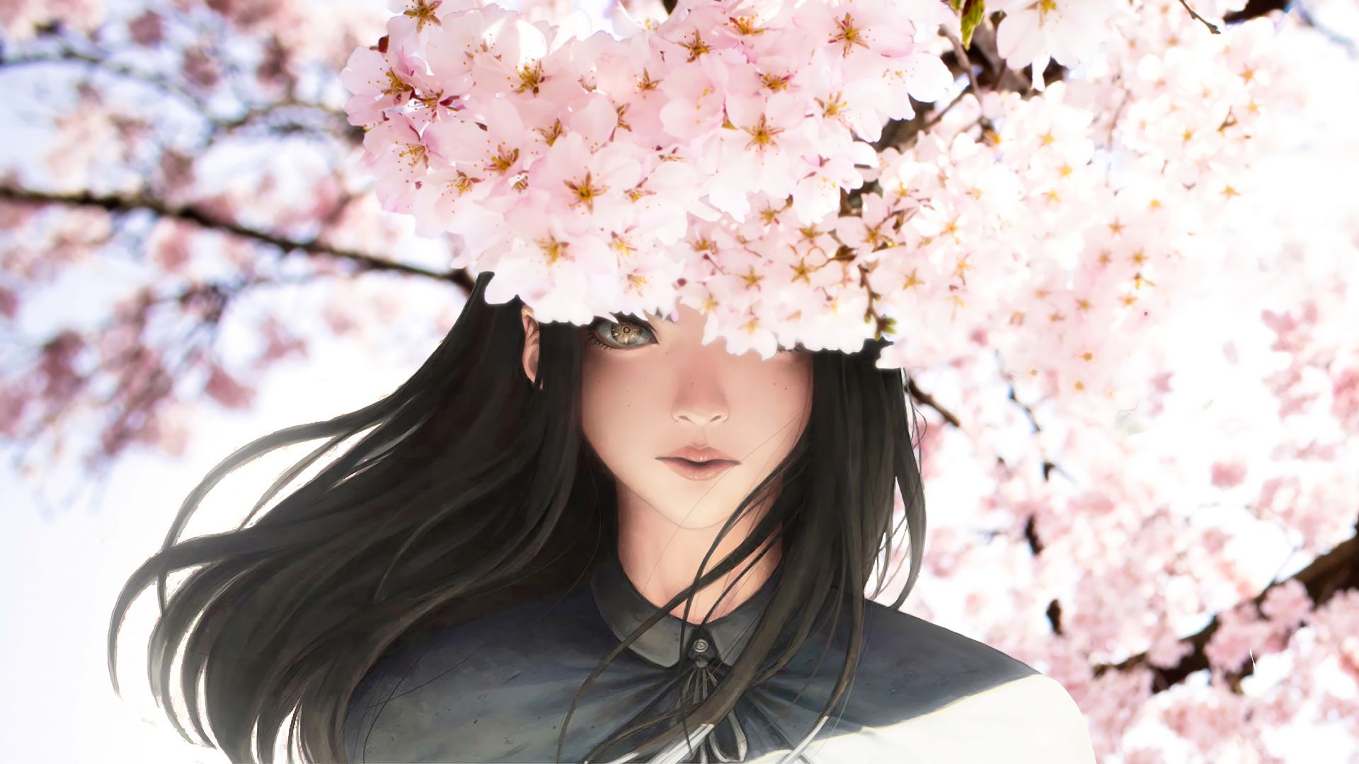 Sakura Hd Wallpapers