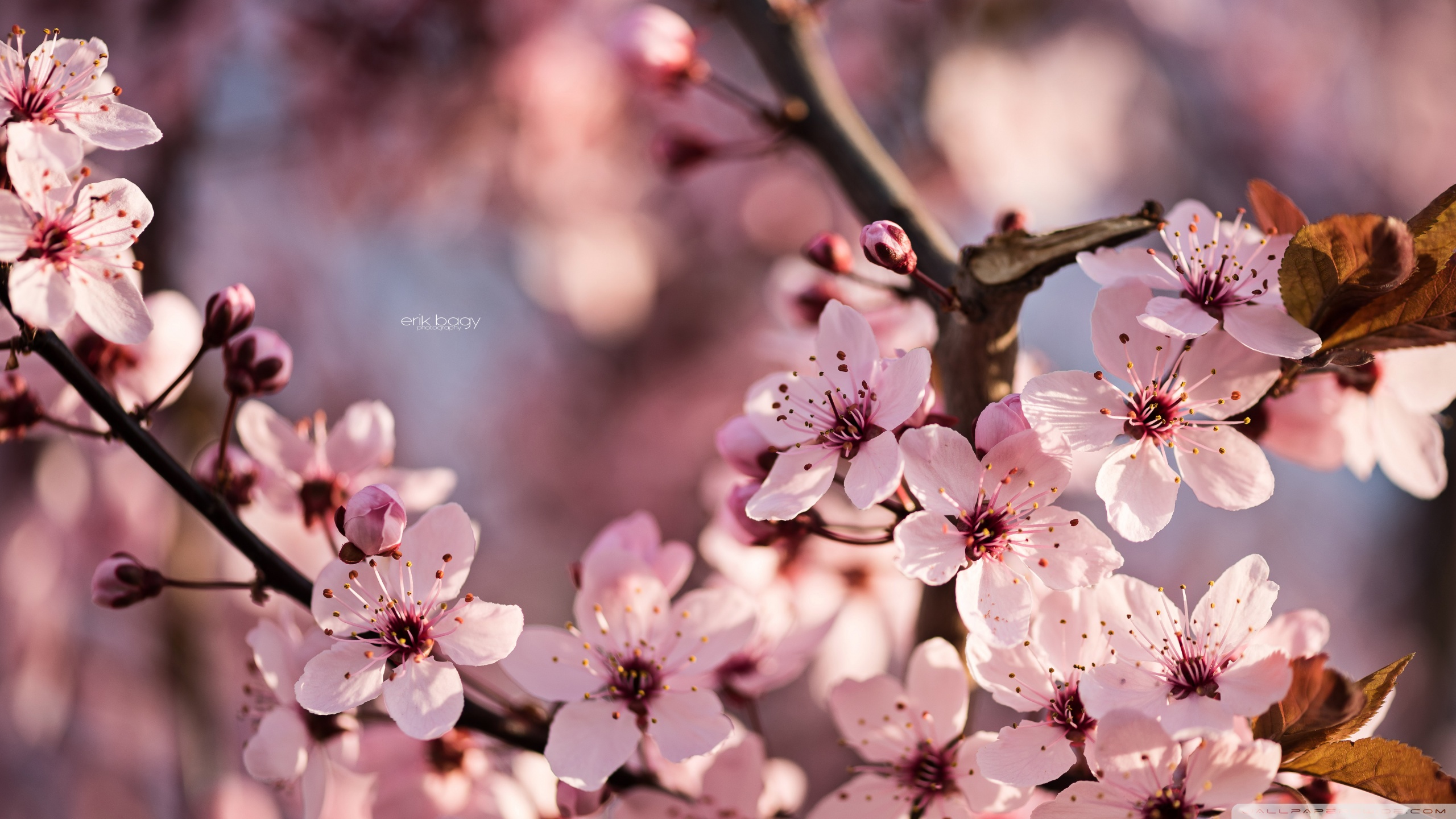 Sakura Hd Wallpapers