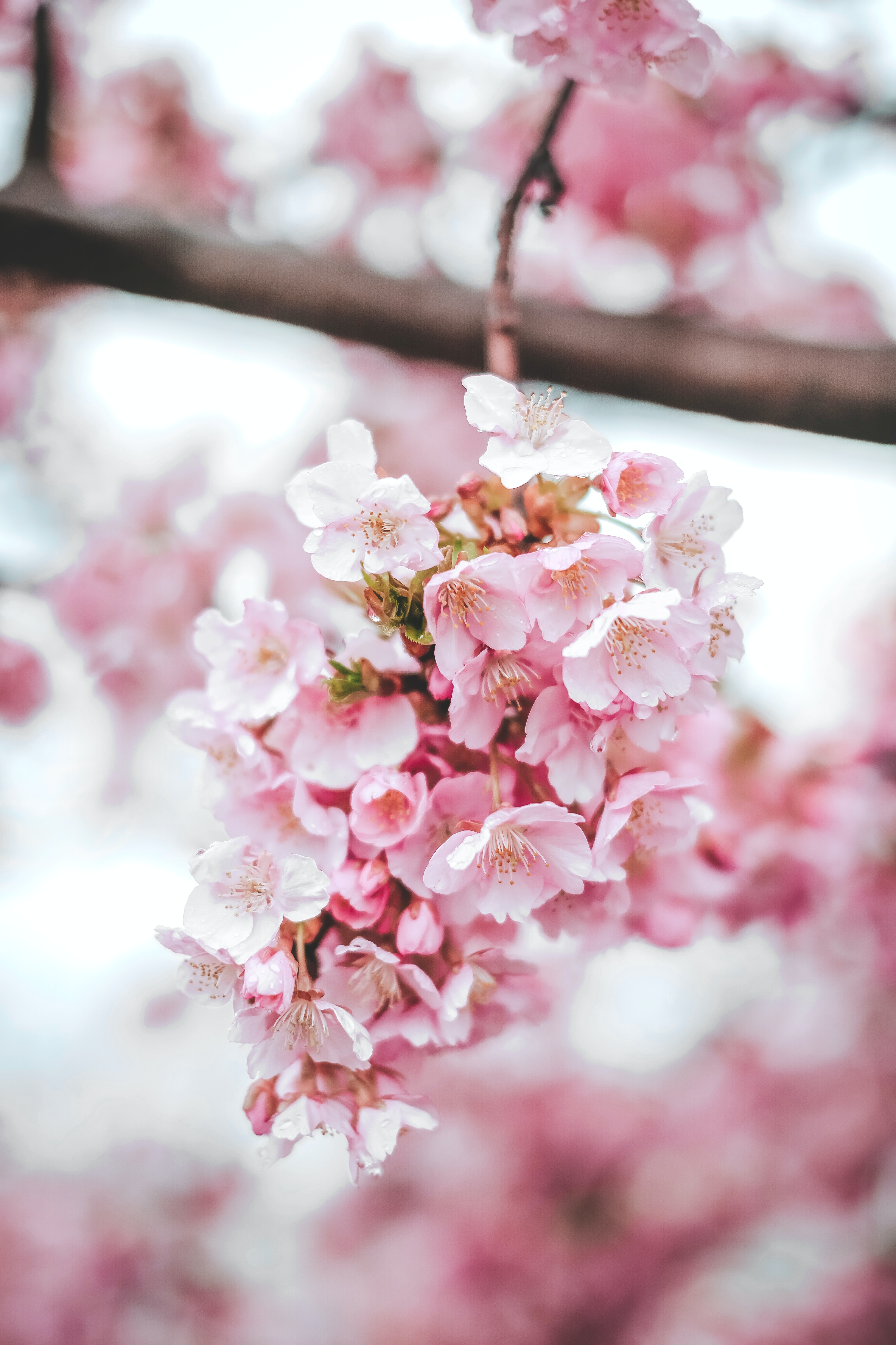 Sakura Hd Wallpapers