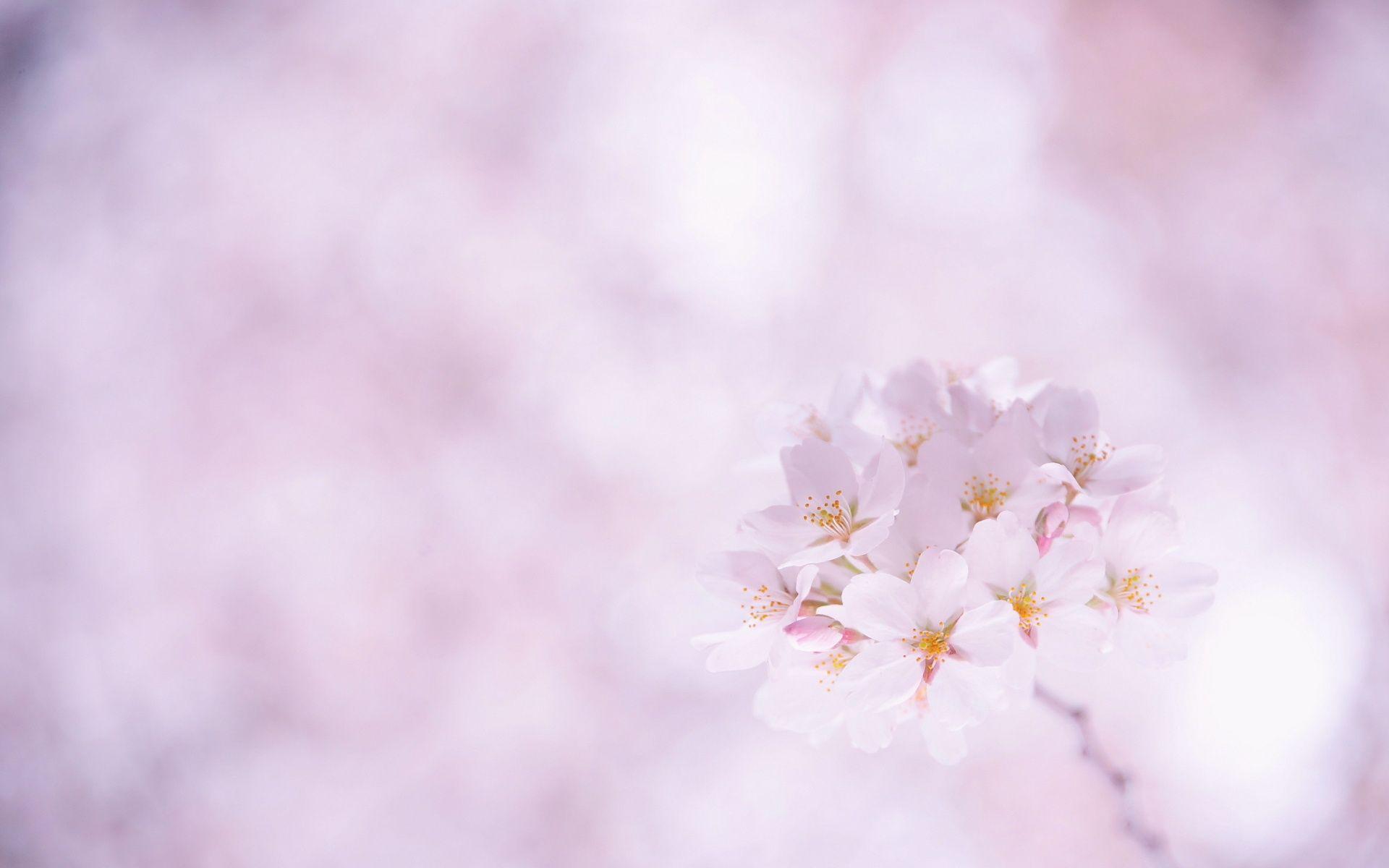 Sakura Hd Wallpapers