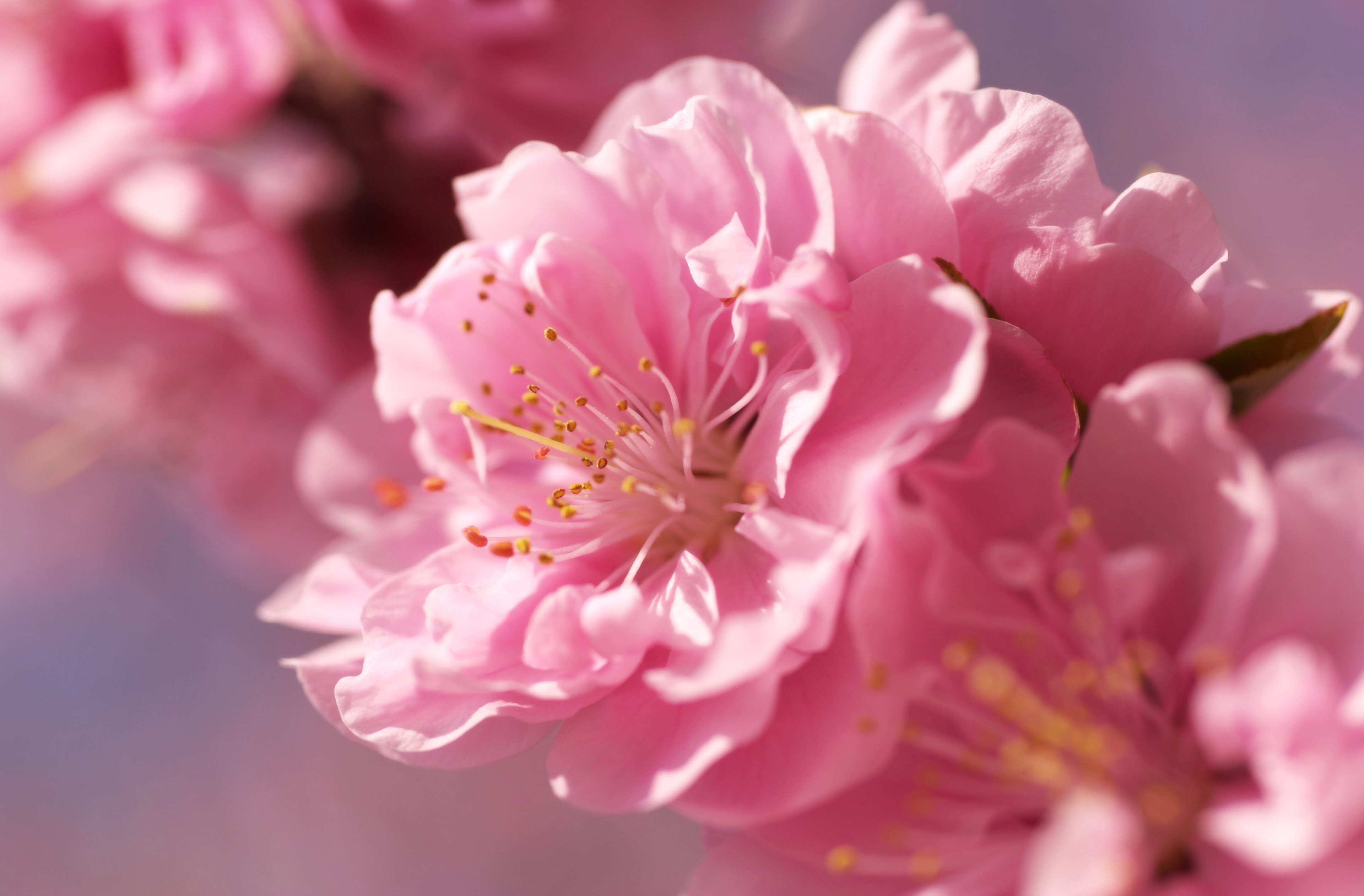 Sakura Hd Wallpapers