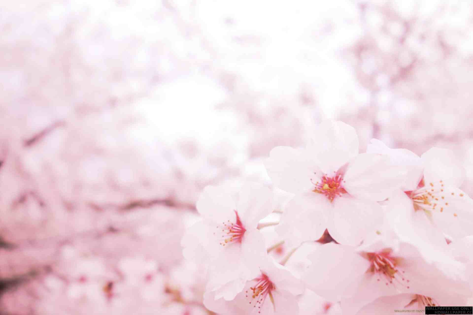 Sakura Hd Wallpapers