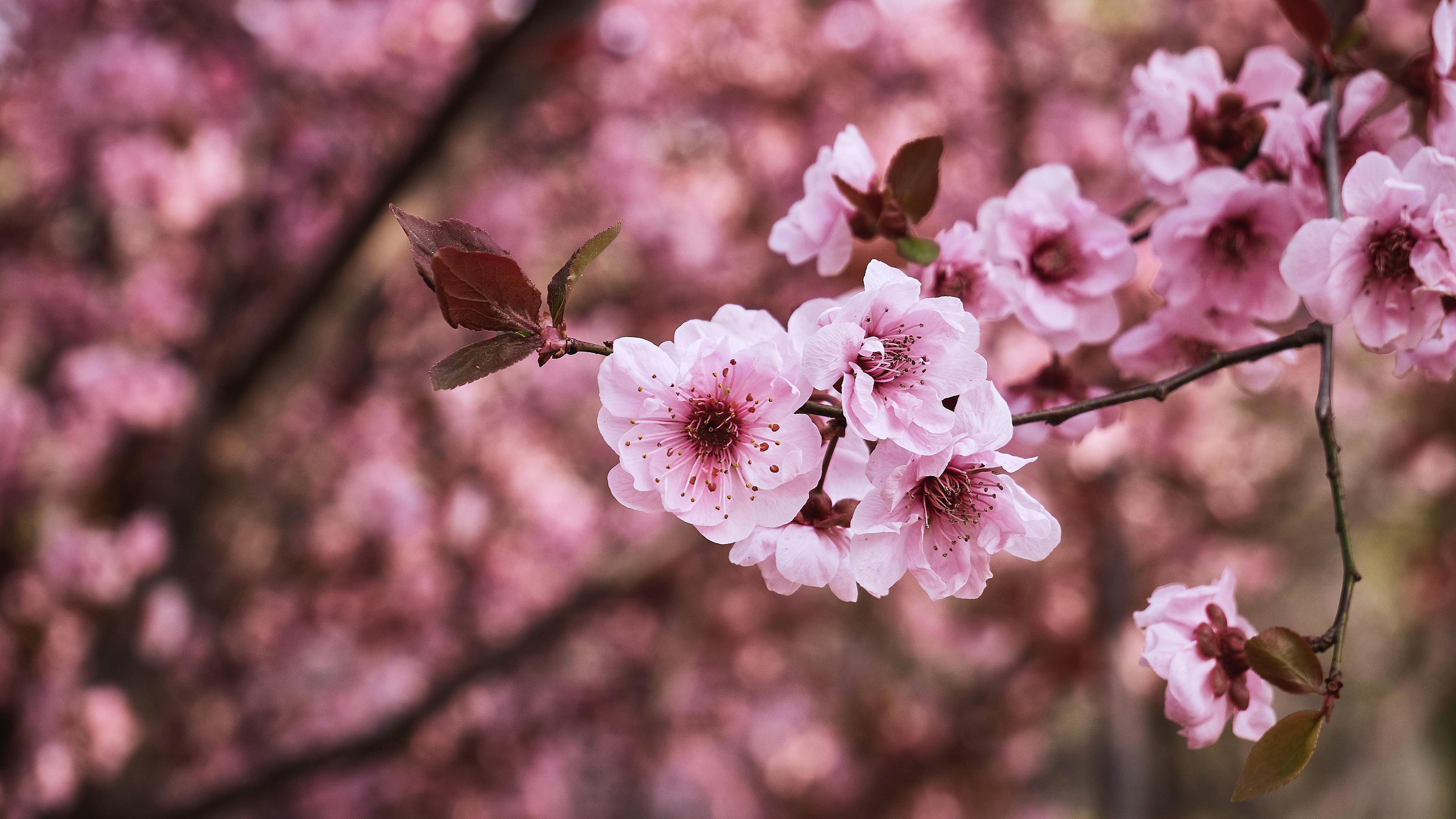 Sakura Hd Wallpapers