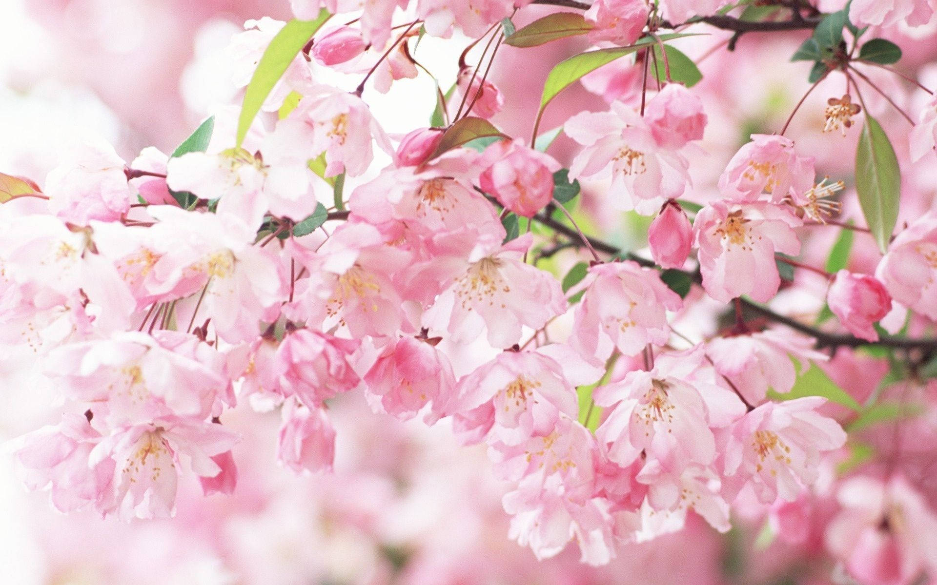 Sakura Hd Wallpapers