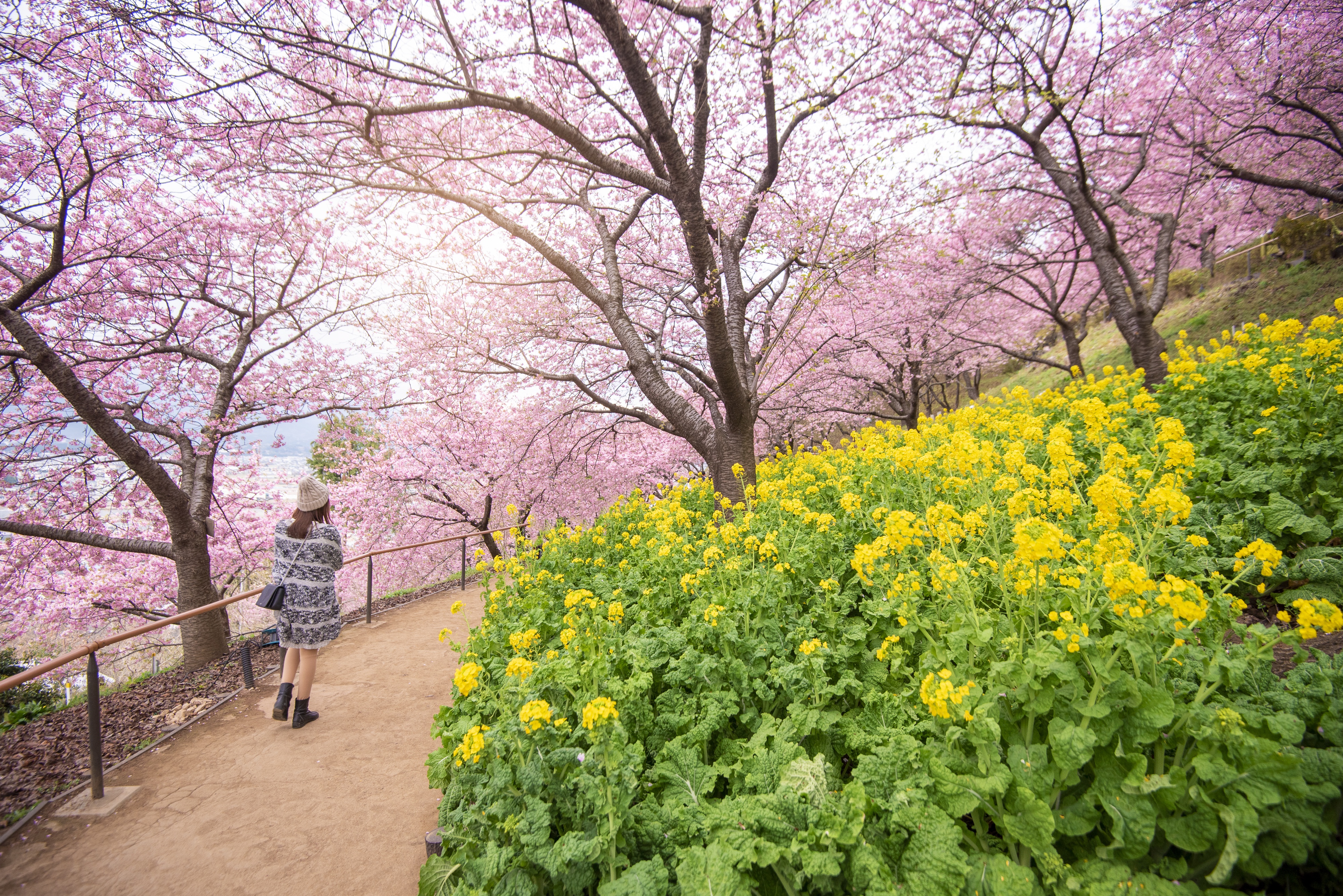 Sakura Hd Wallpapers