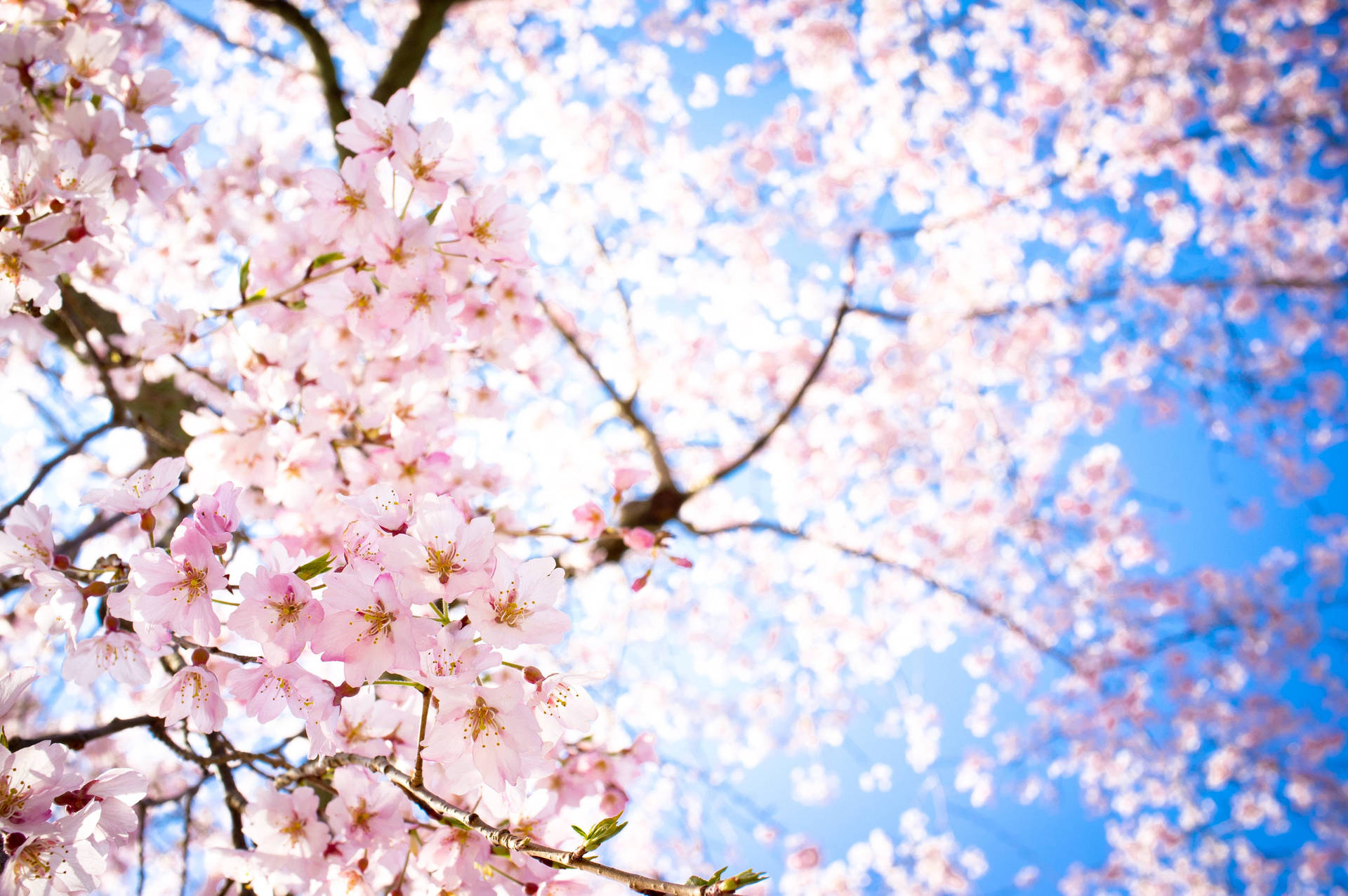 Sakura Hd Wallpapers