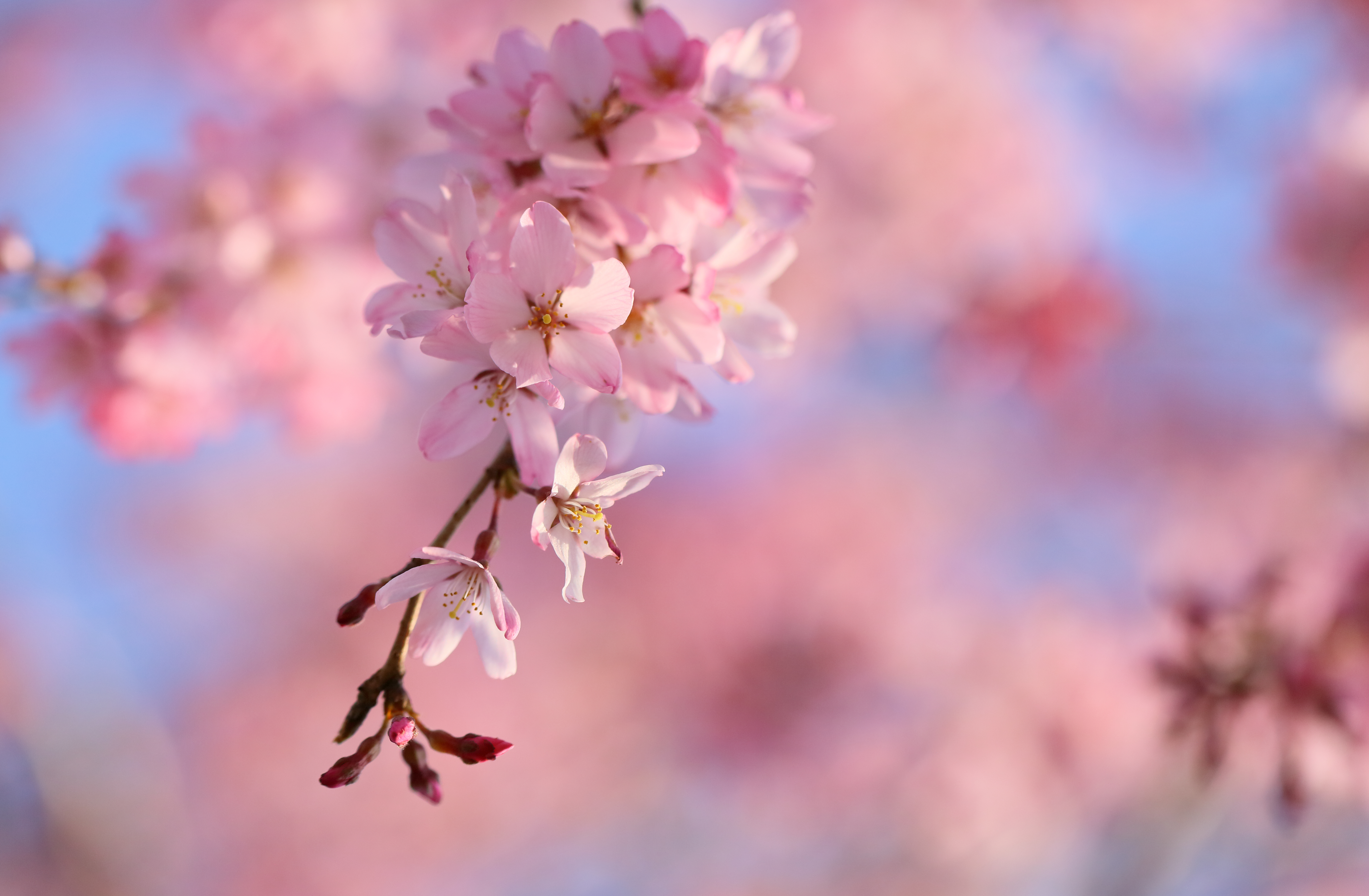 Sakura Hd Wallpapers