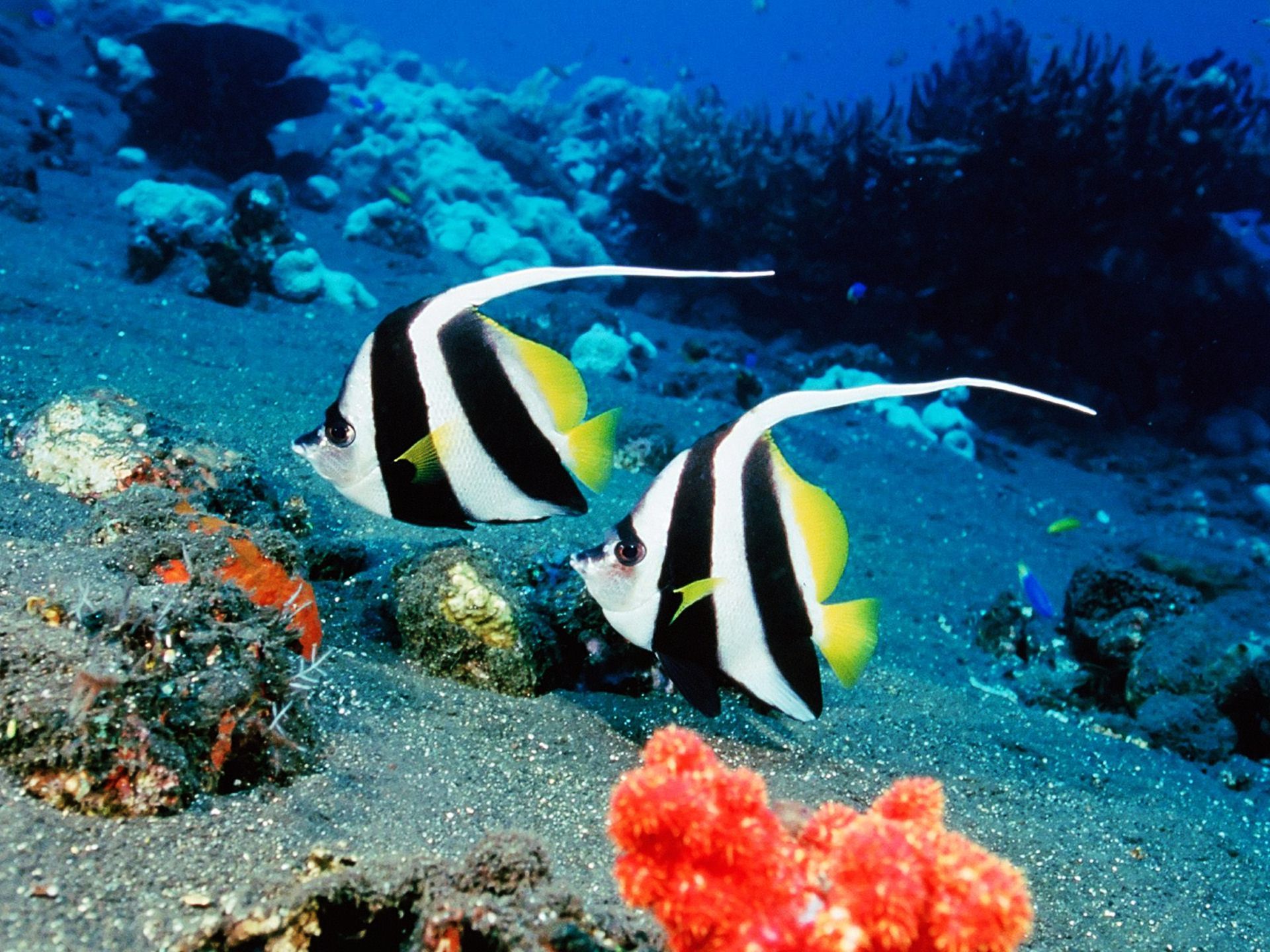 Saltwater Fish Wallpapers