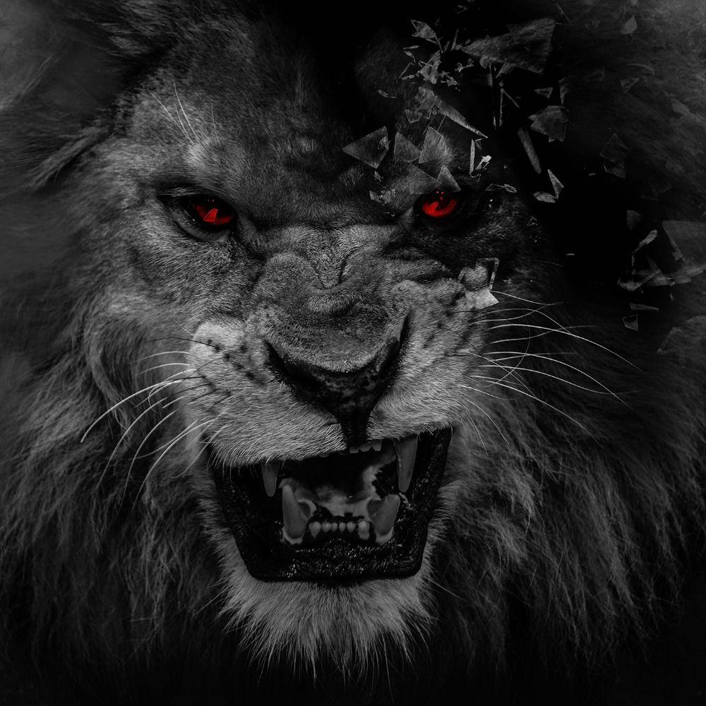 Scary Lion Wallpapers