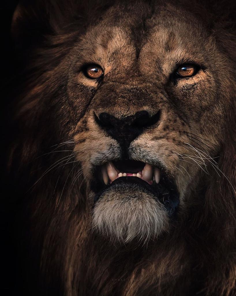 Scary Lion Wallpapers