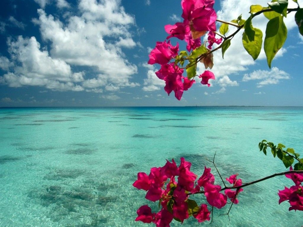 Sea Flowers Images Wallpapers