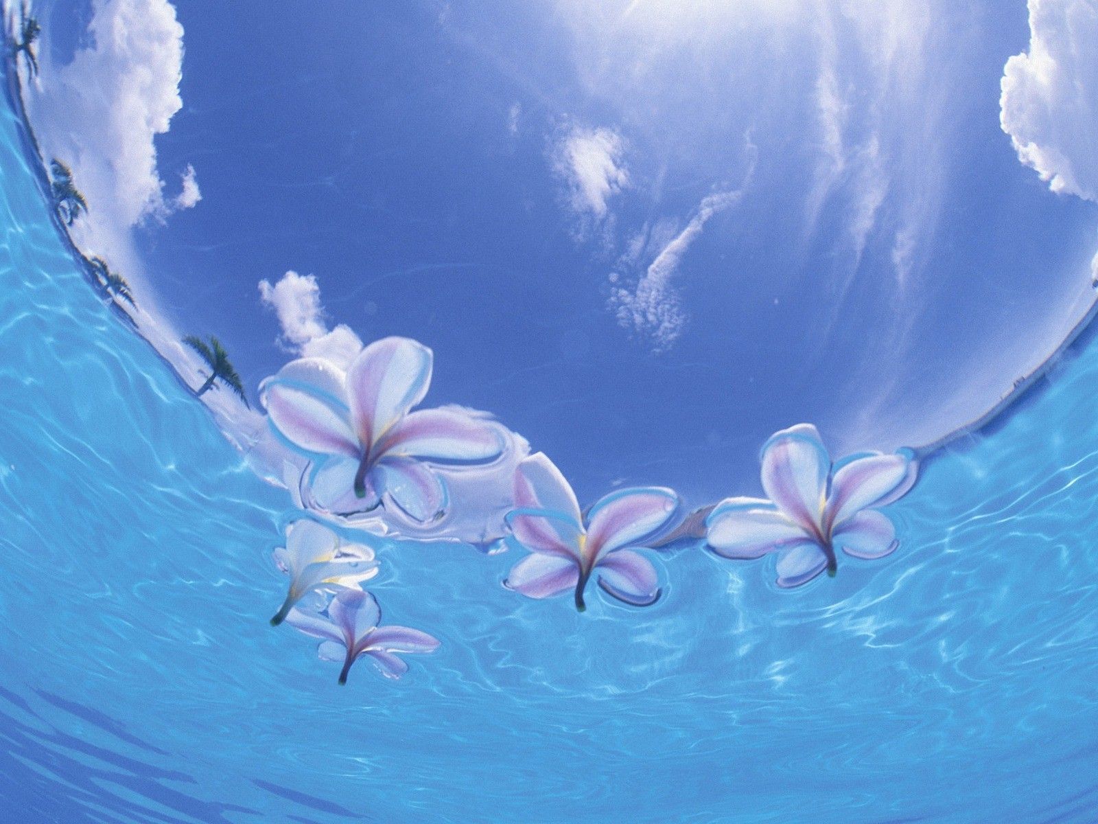 Sea Flowers Images Wallpapers