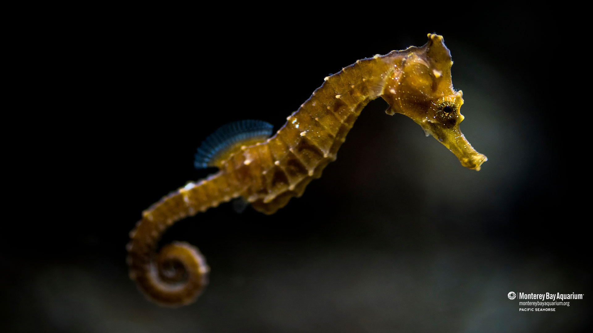 Sea Horse Wallpapers