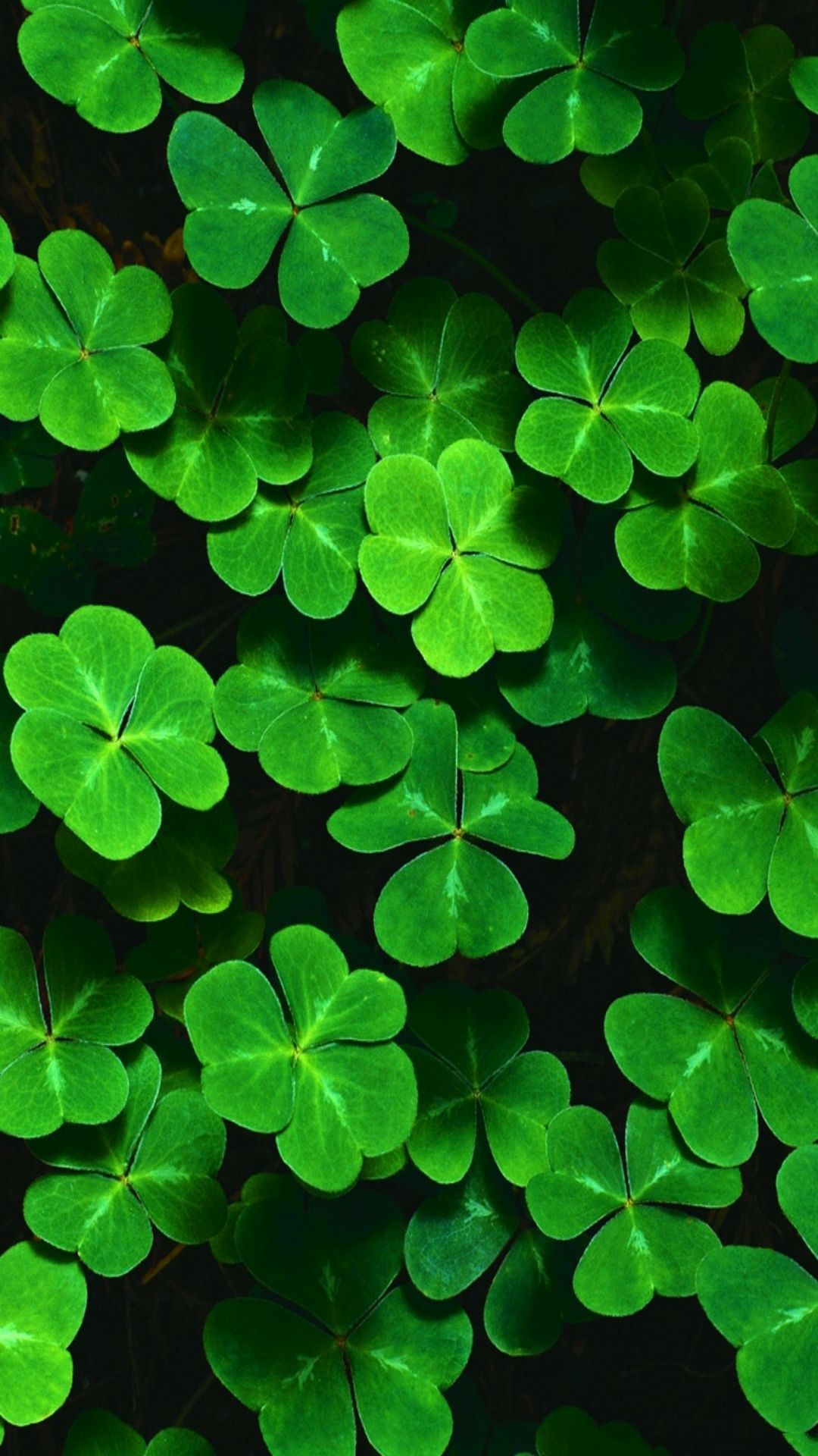 Shamrock Iphone Wallpapers