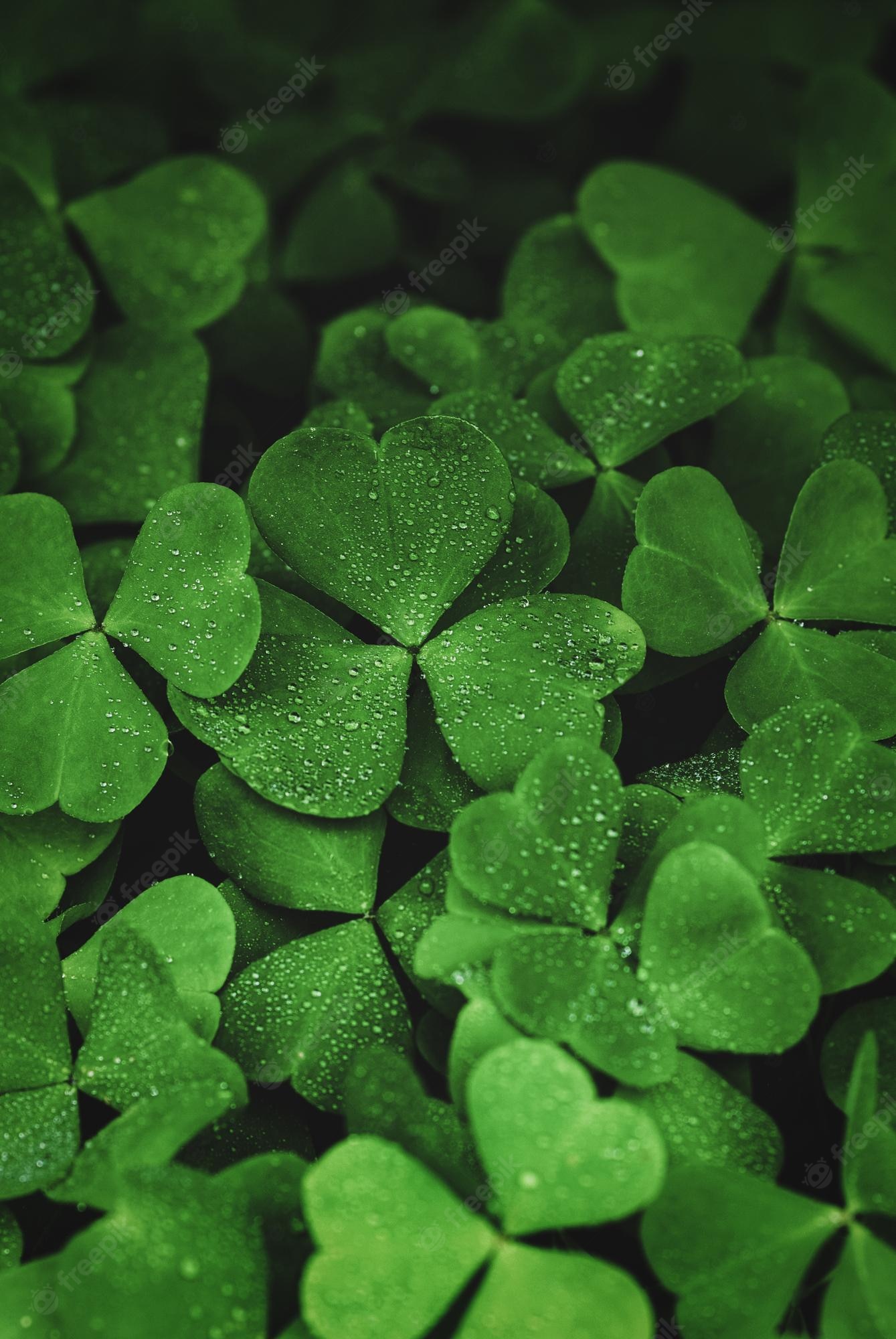 Shamrock Iphone Wallpapers