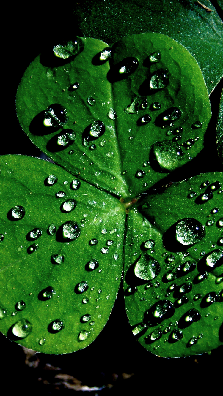 Shamrock Iphone Wallpapers