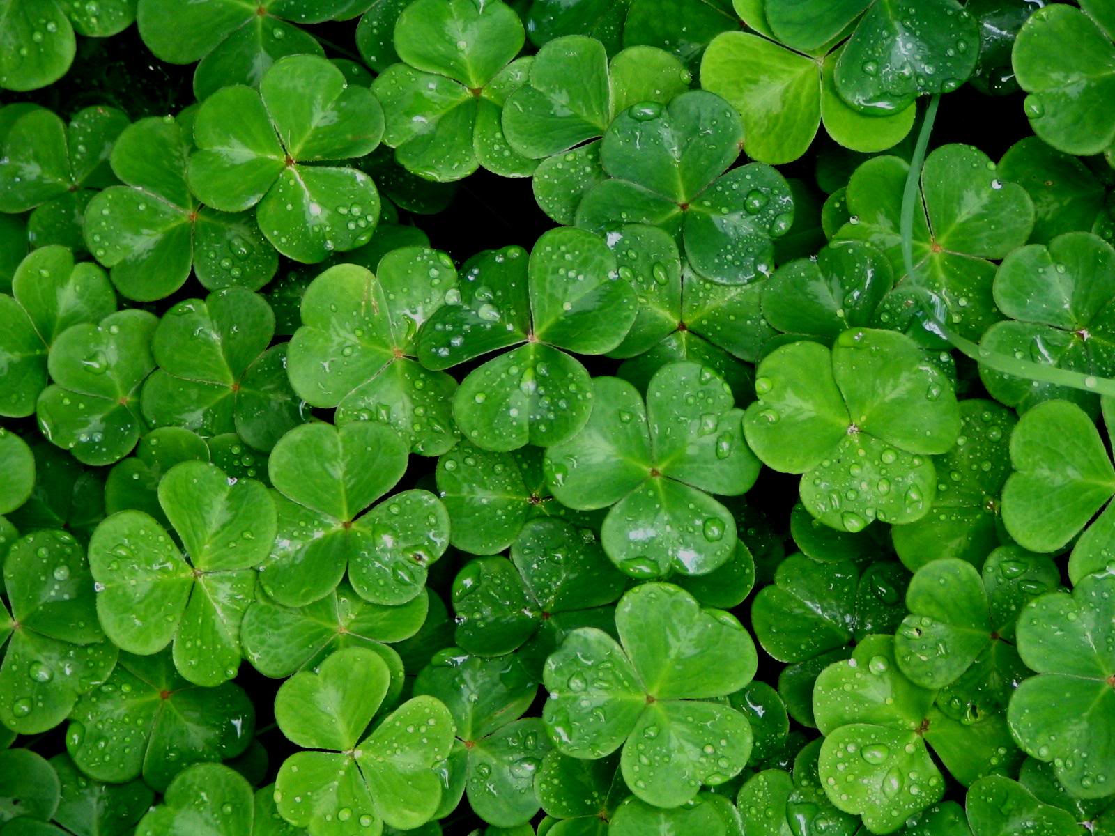 Shamrock Wallpapers