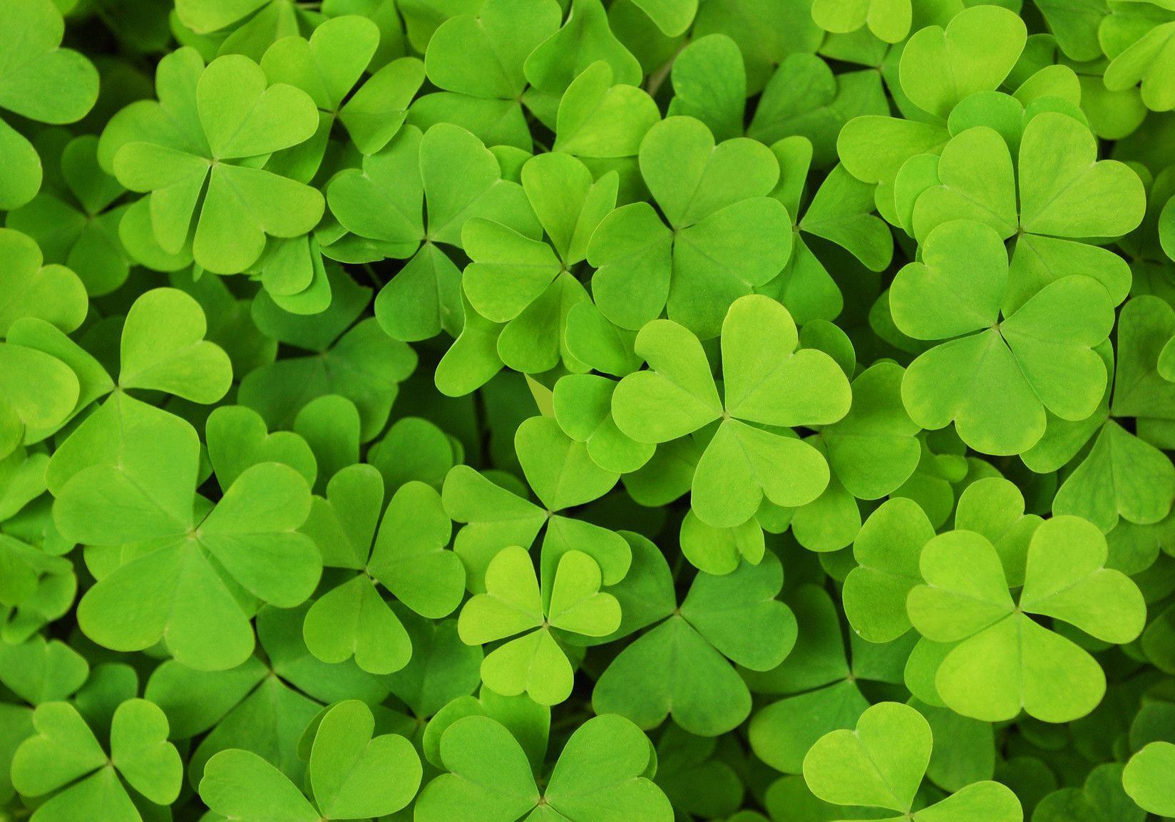 Shamrock Wallpapers