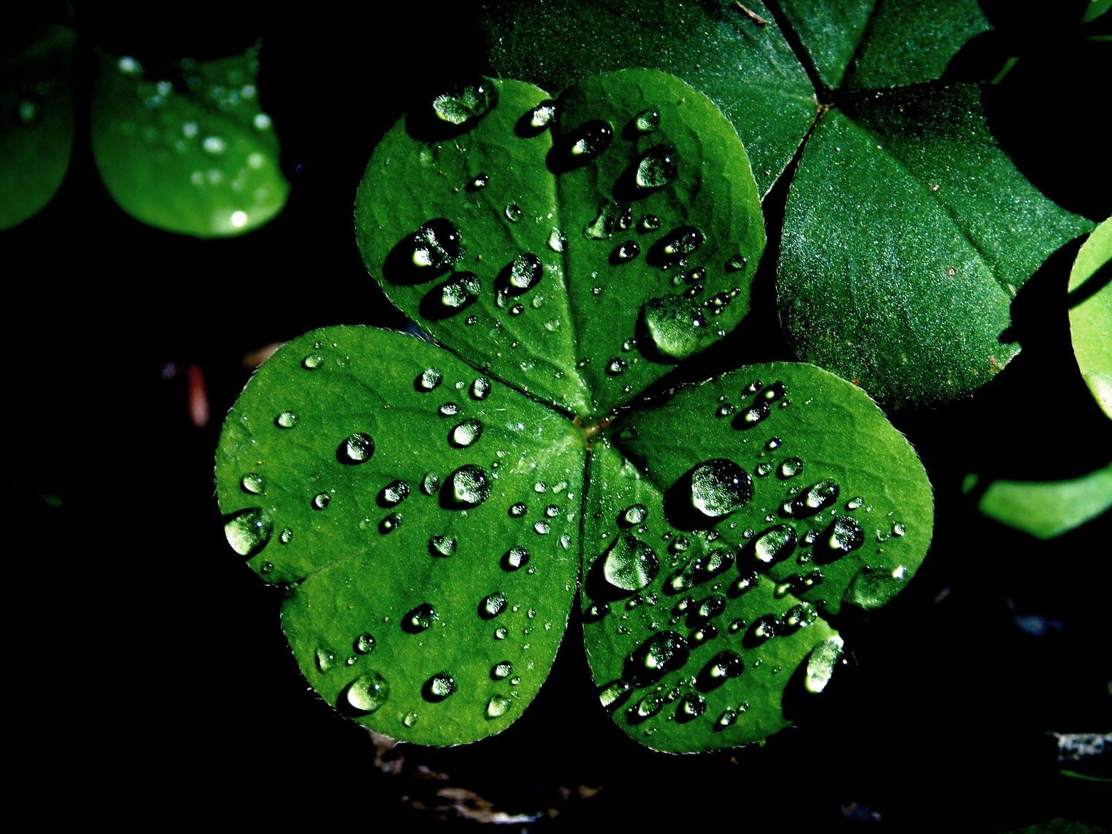 Shamrock Wallpapers