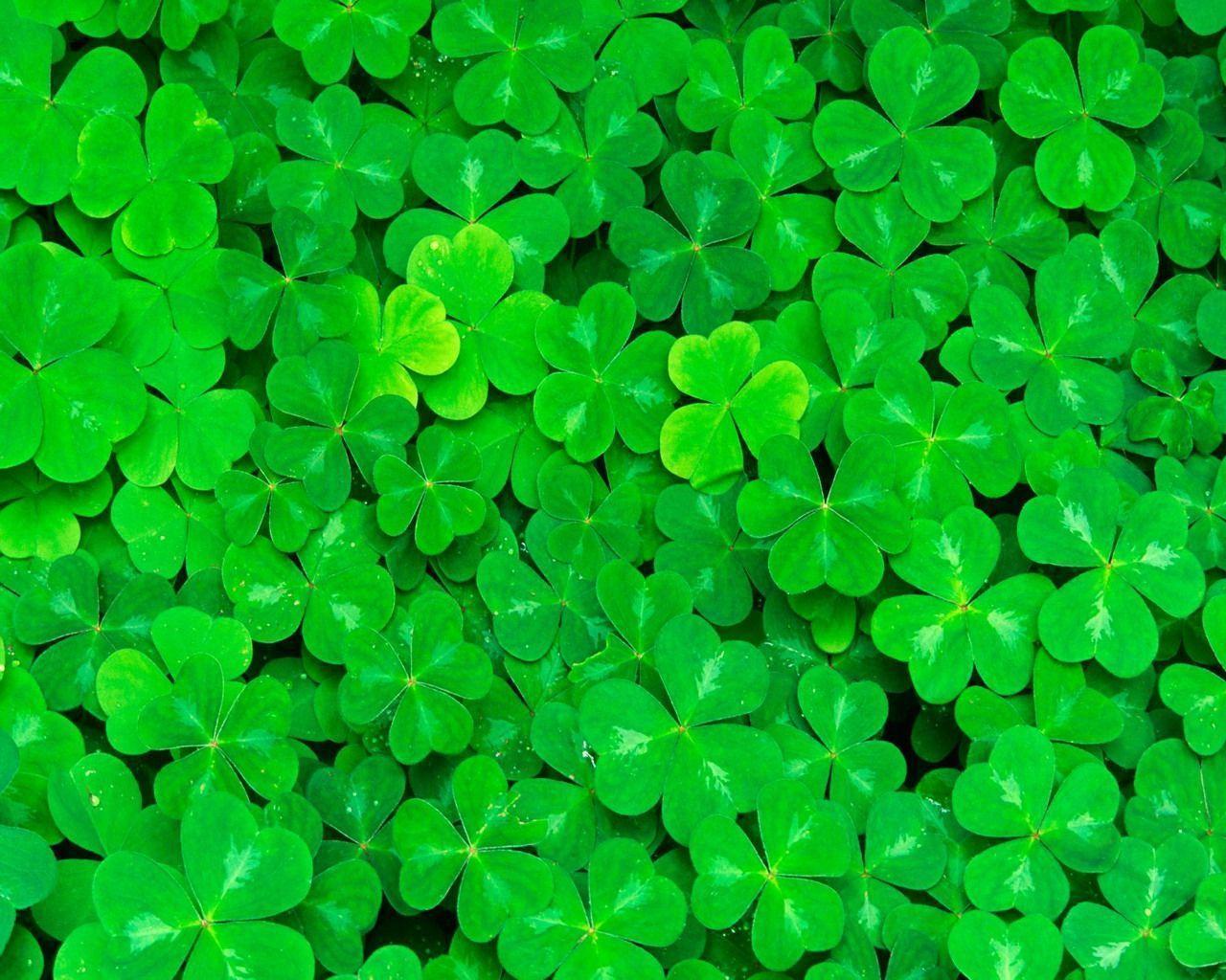 Shamrock Wallpapers