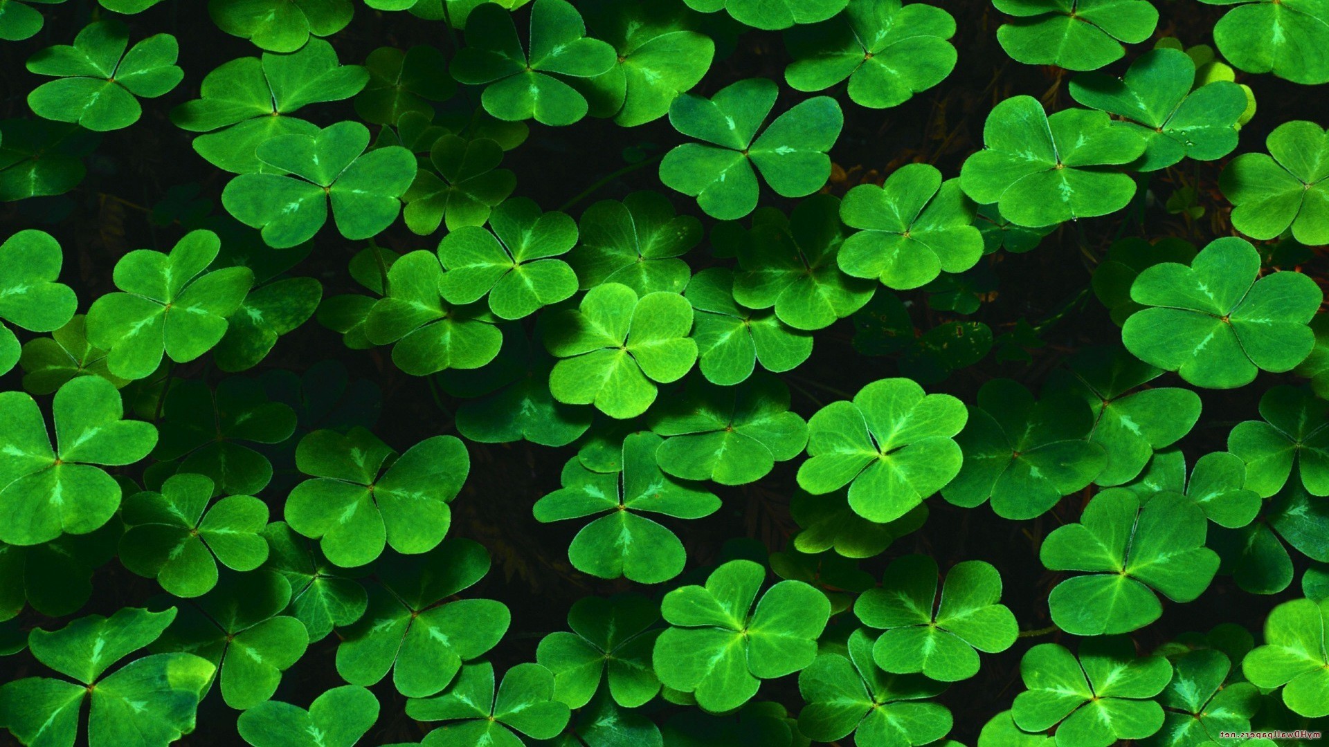 Shamrock Wallpapers