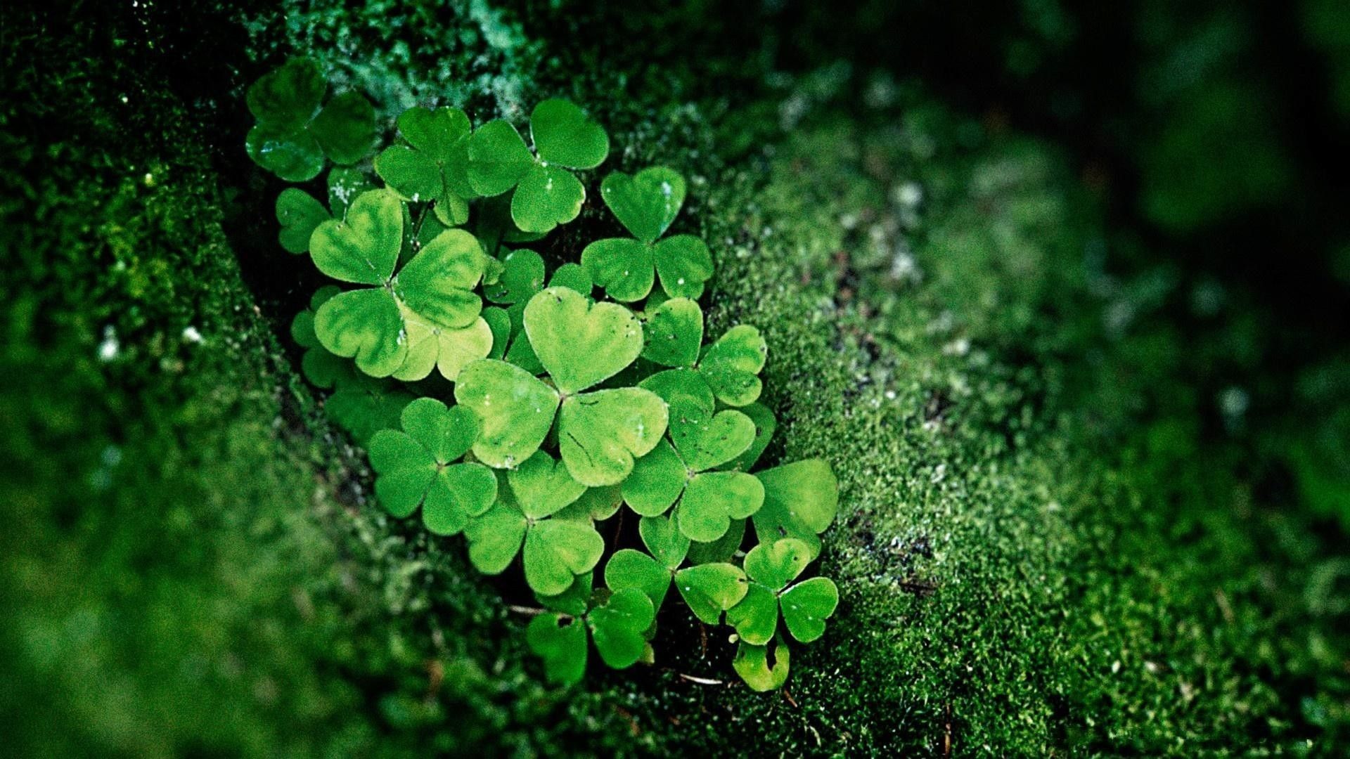 Shamrock Wallpapers