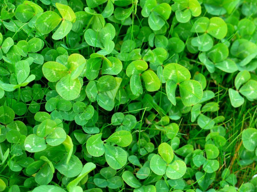 Shamrock Wallpapers