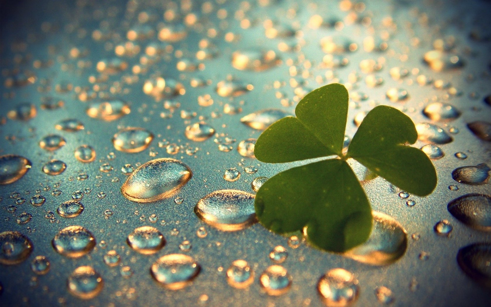 Shamrock Wallpapers