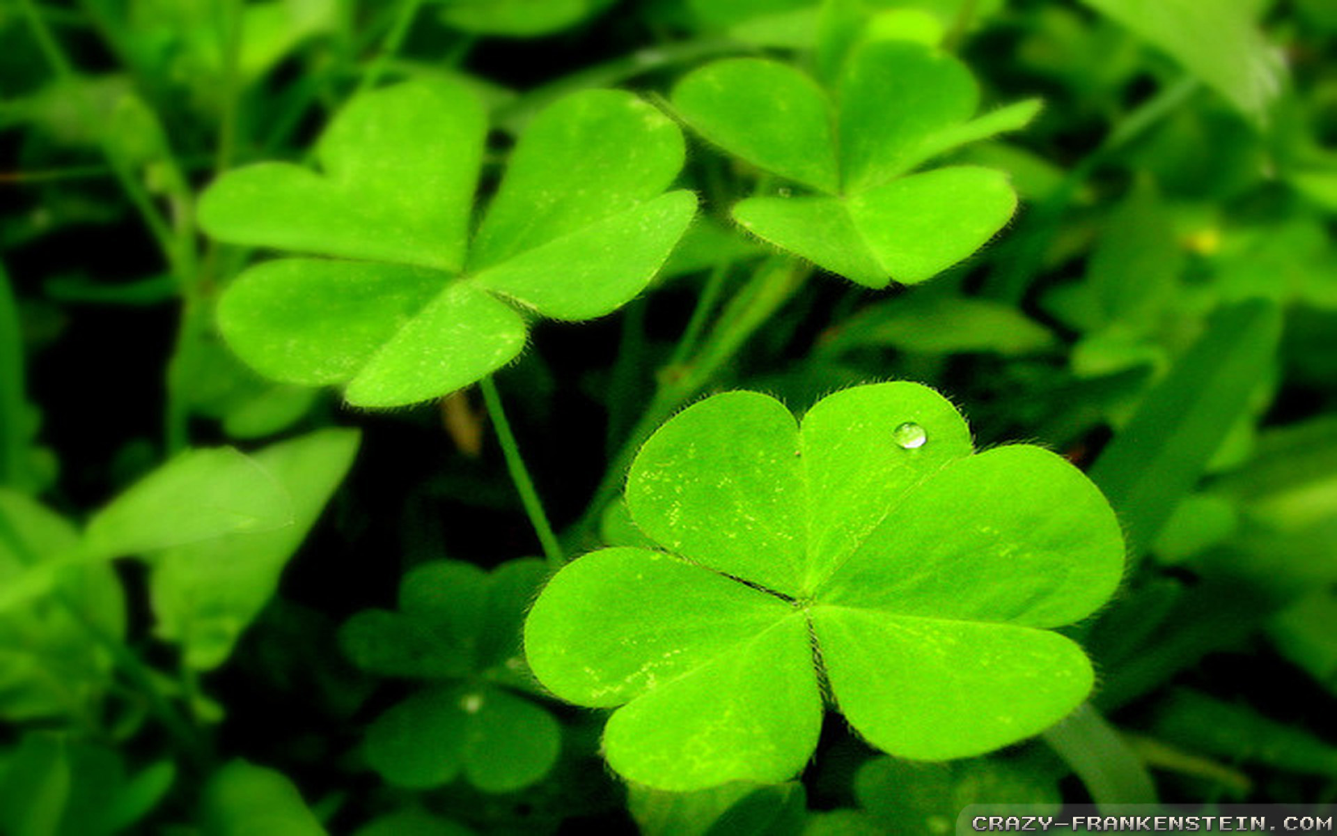 Shamrock Wallpapers