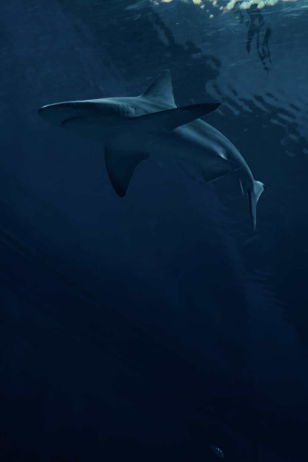 Shark Computer Wallpapers