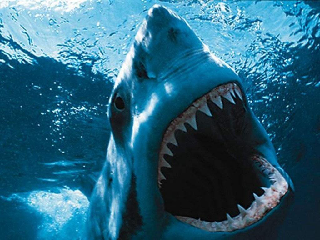 Sharks Scary Wallpapers