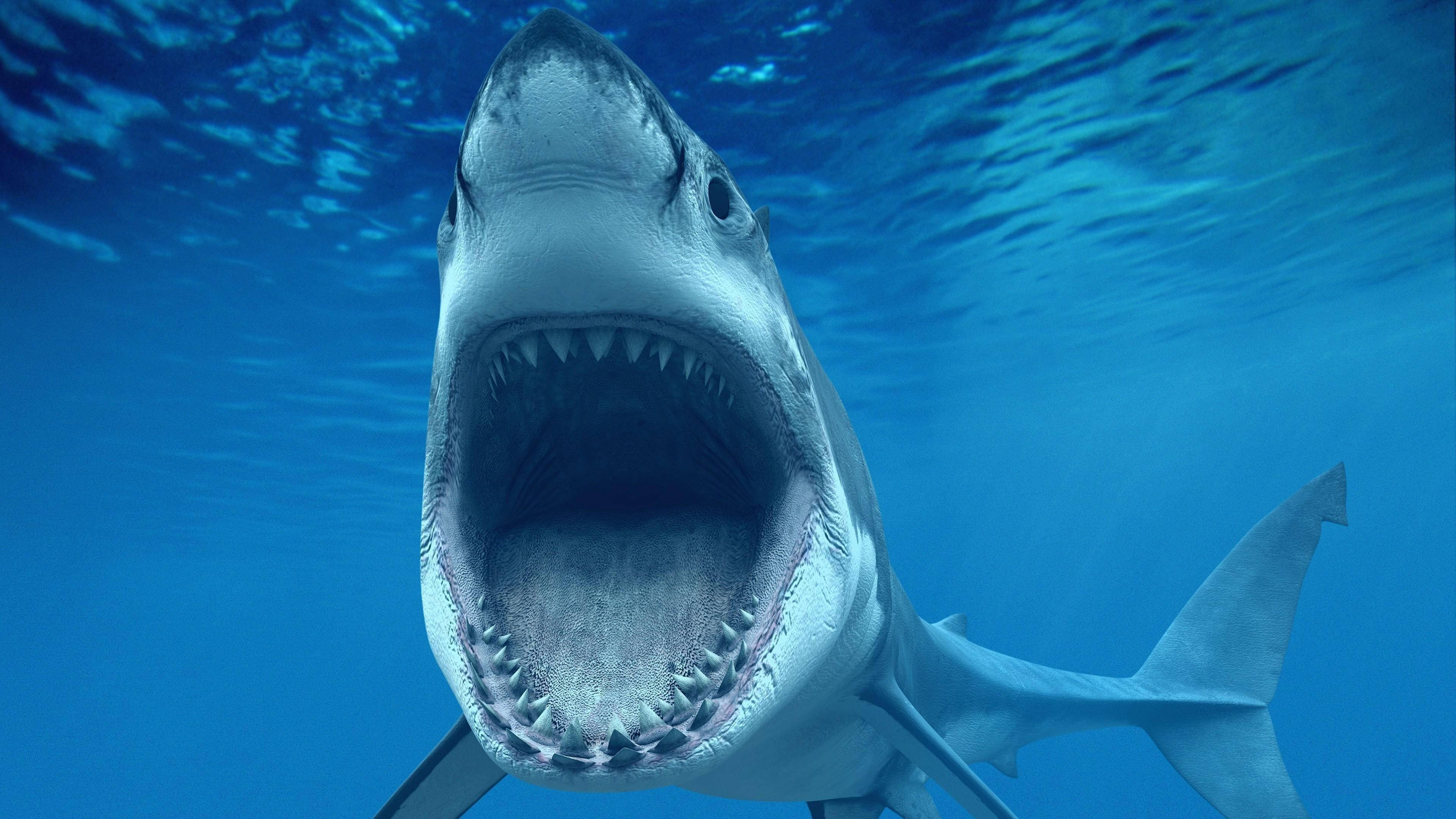 Sharks Scary Wallpapers