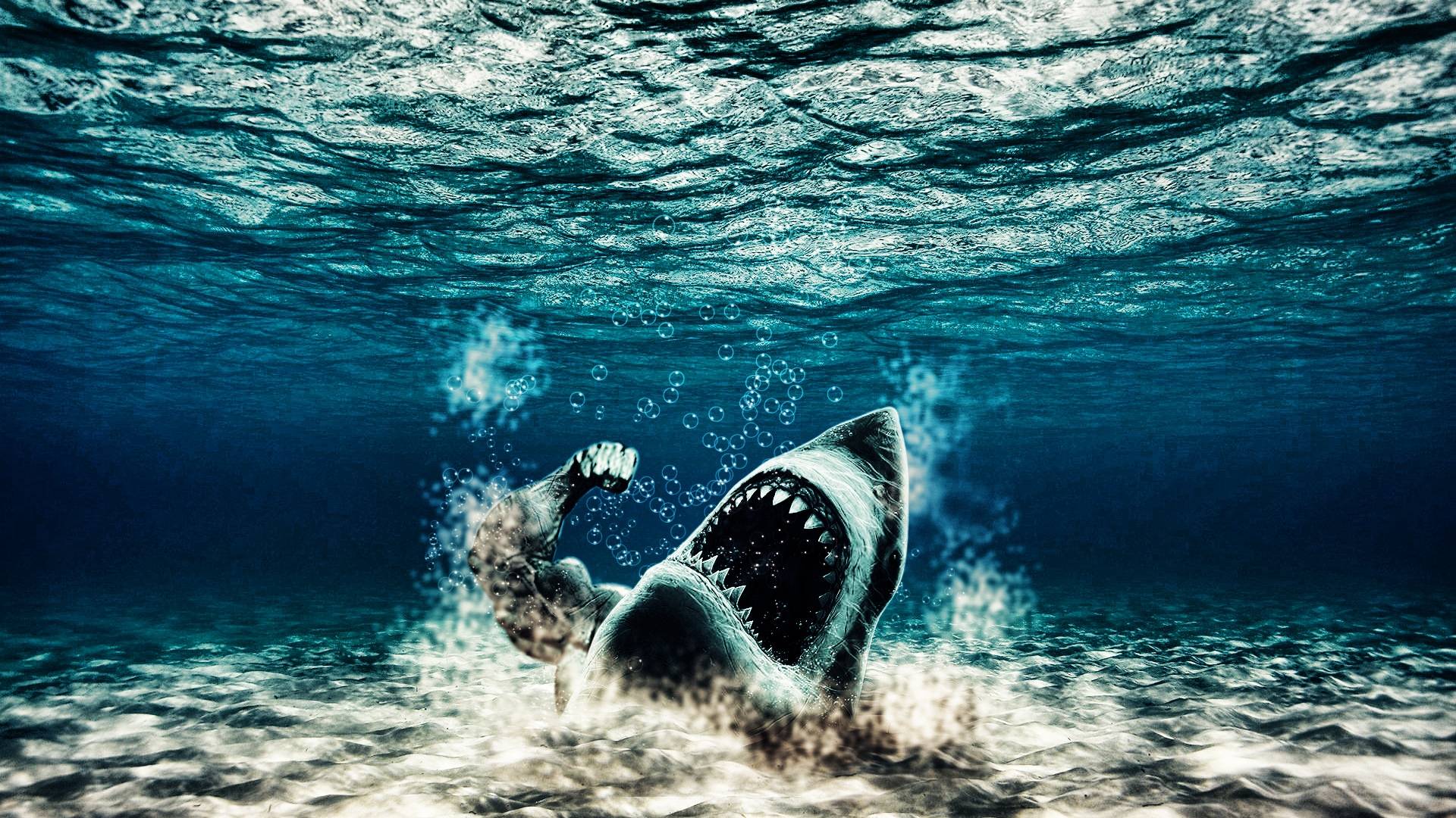 Sharks Scary Wallpapers