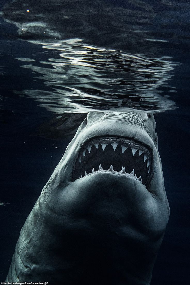 Sharks Scary Wallpapers