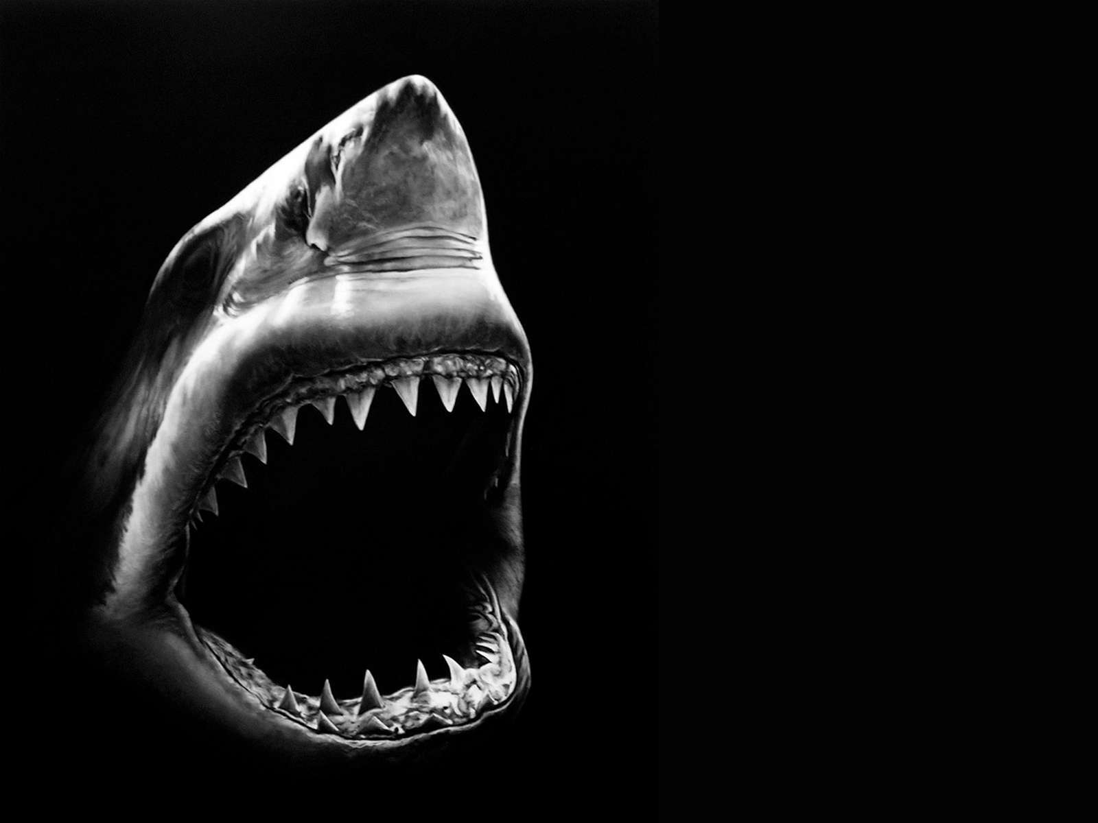 Sharks Scary Wallpapers