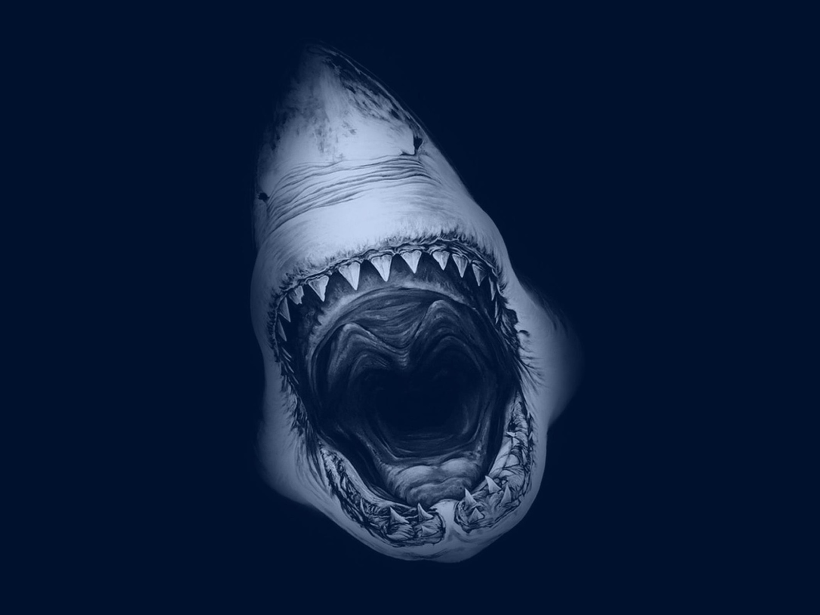 Sharks Scary Wallpapers