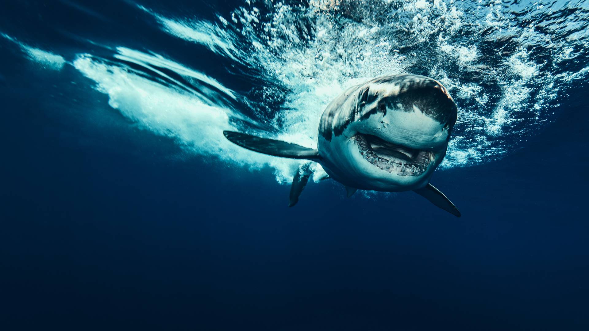 Sharks Scary Wallpapers