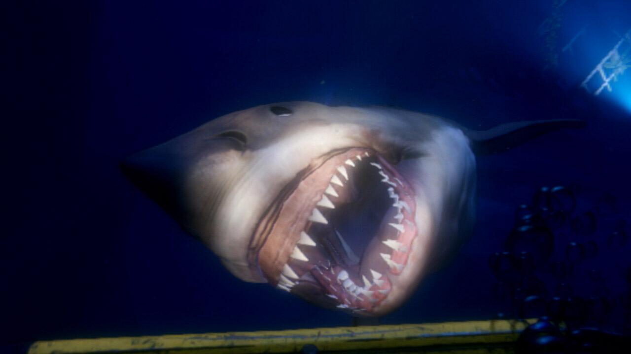 Sharks Scary Wallpapers