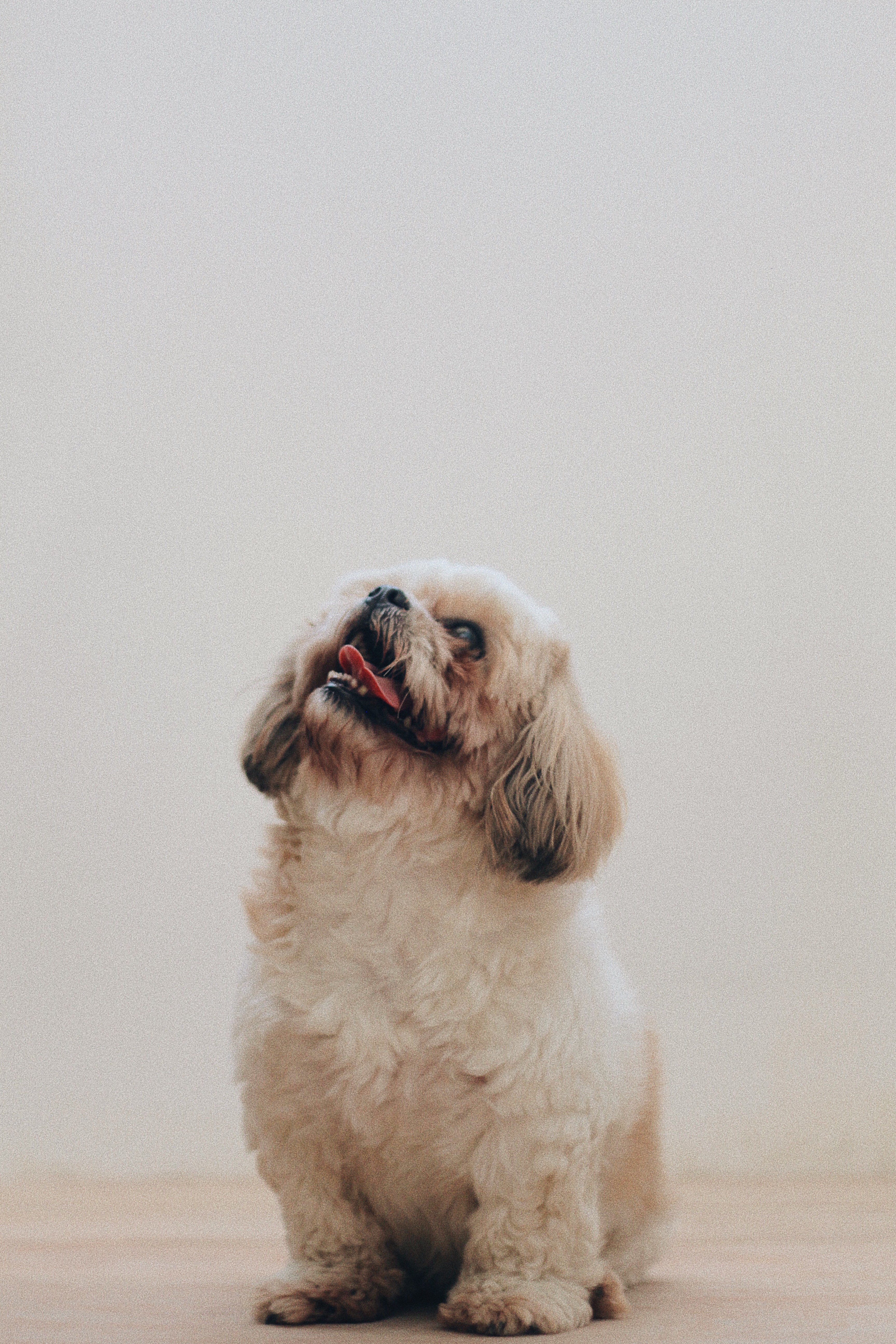 Shi Tzu Wallpapers