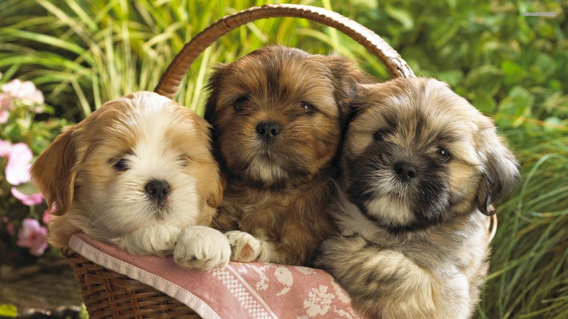 Shi Tzu Wallpapers