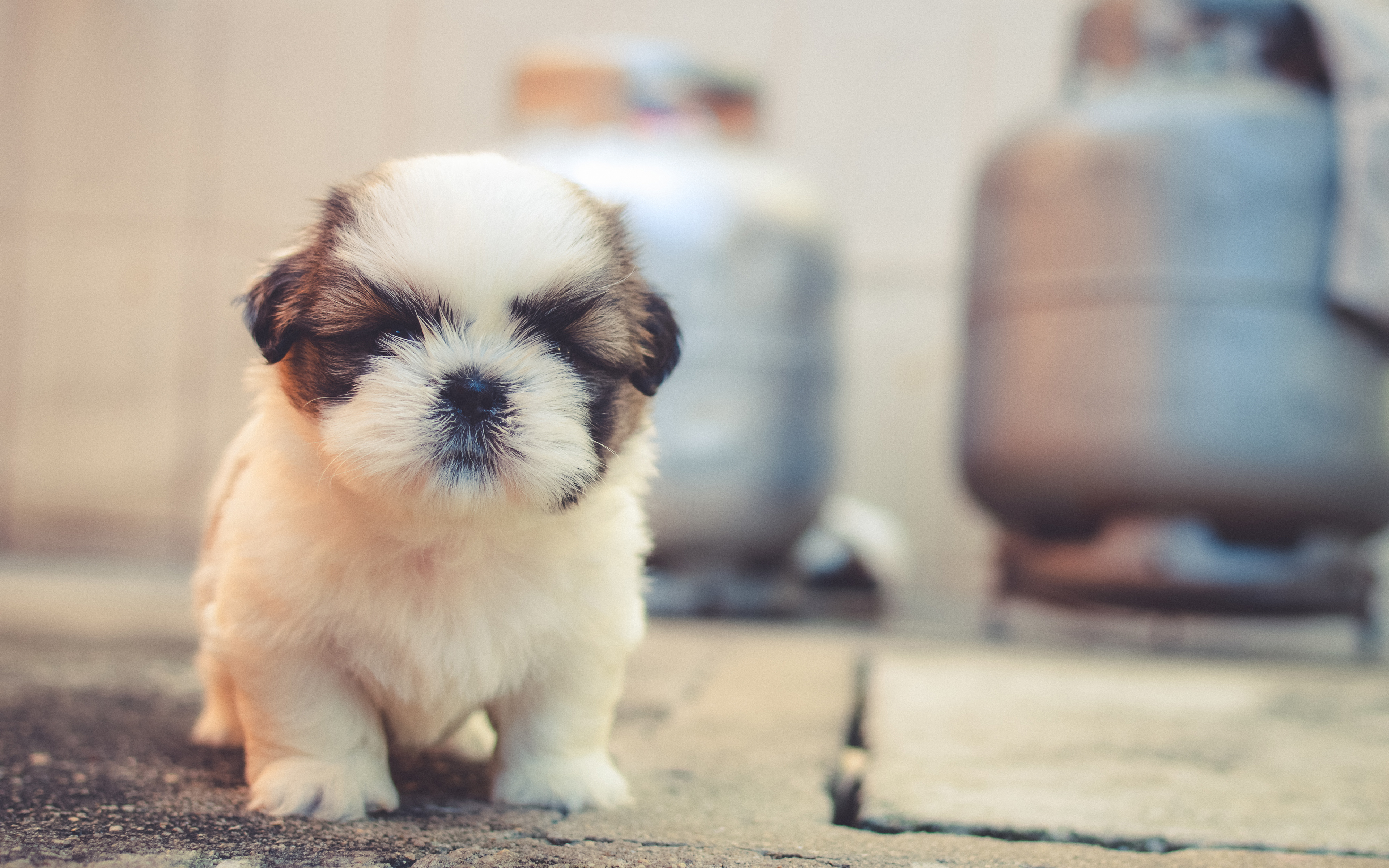 Shi Tzu Wallpapers