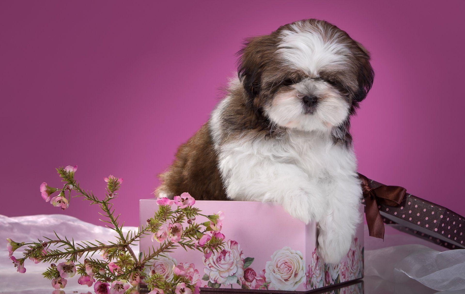 Shi Tzu Wallpapers