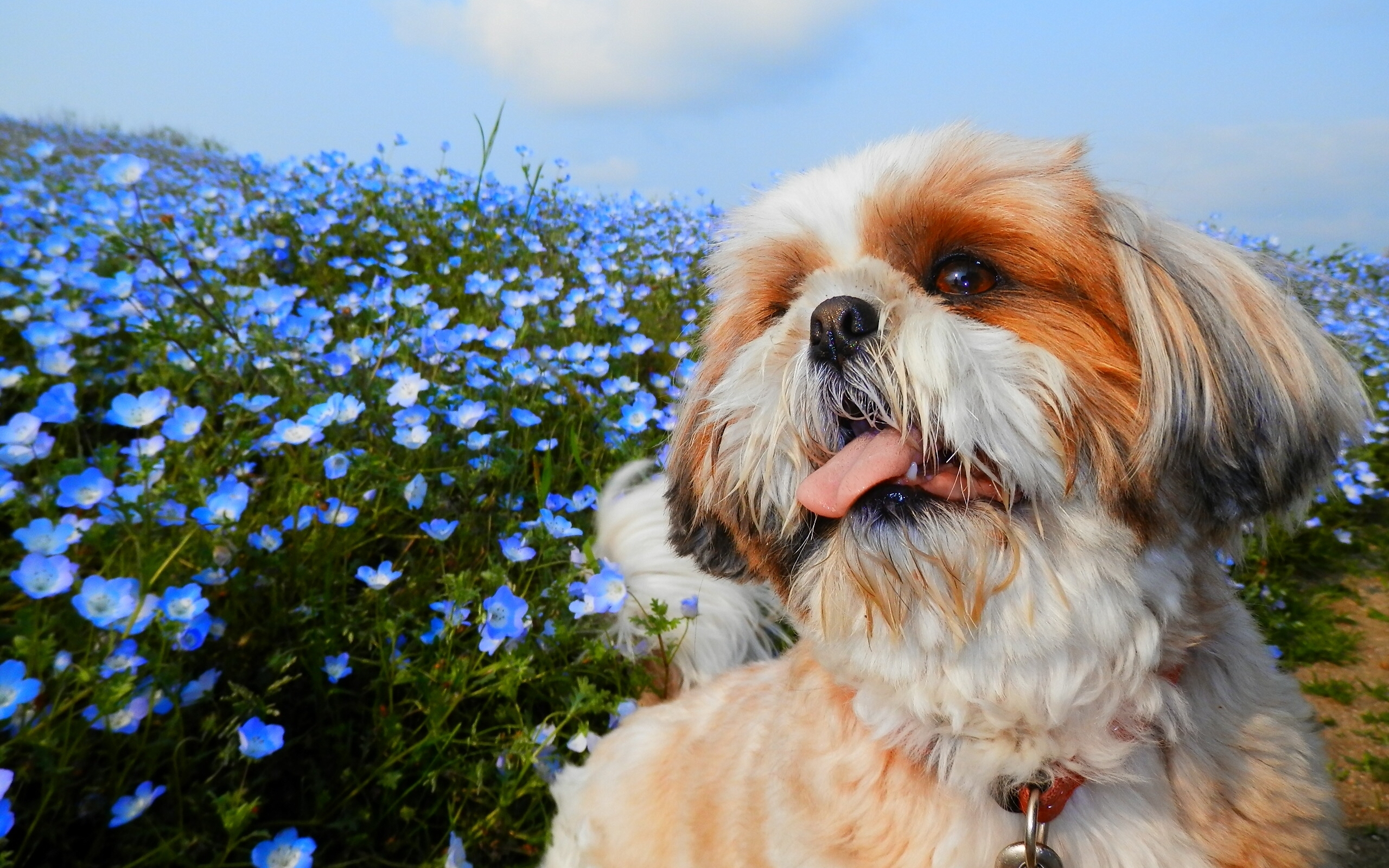 Shi Tzu Wallpapers