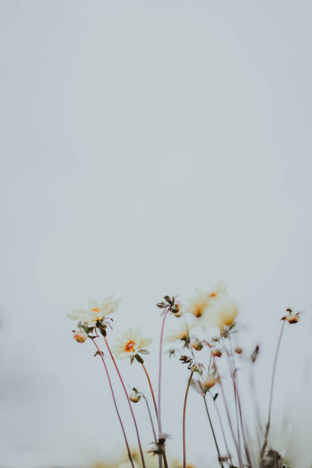 Simple Flower Wallpapers