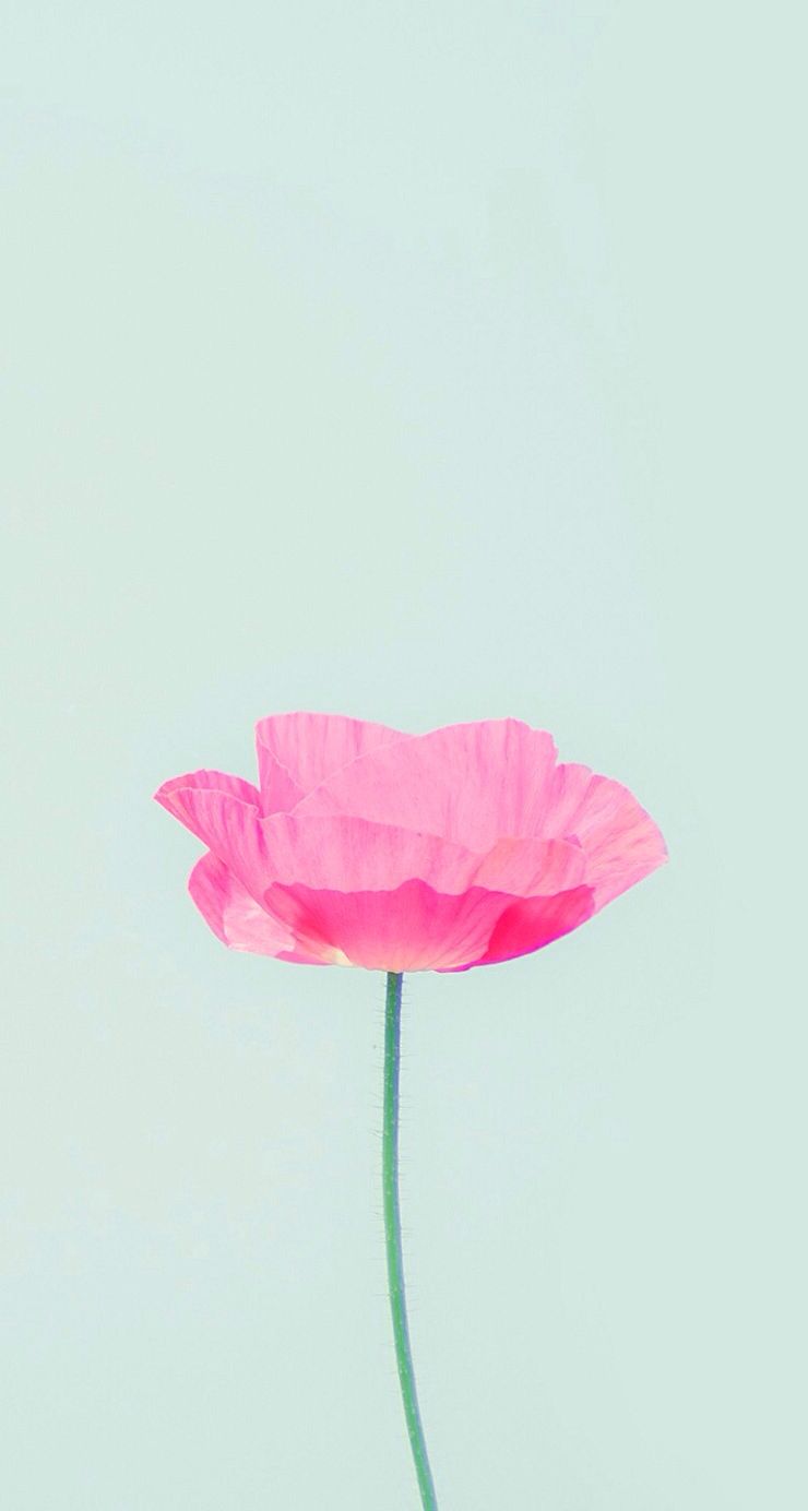 Simple Flower Wallpapers