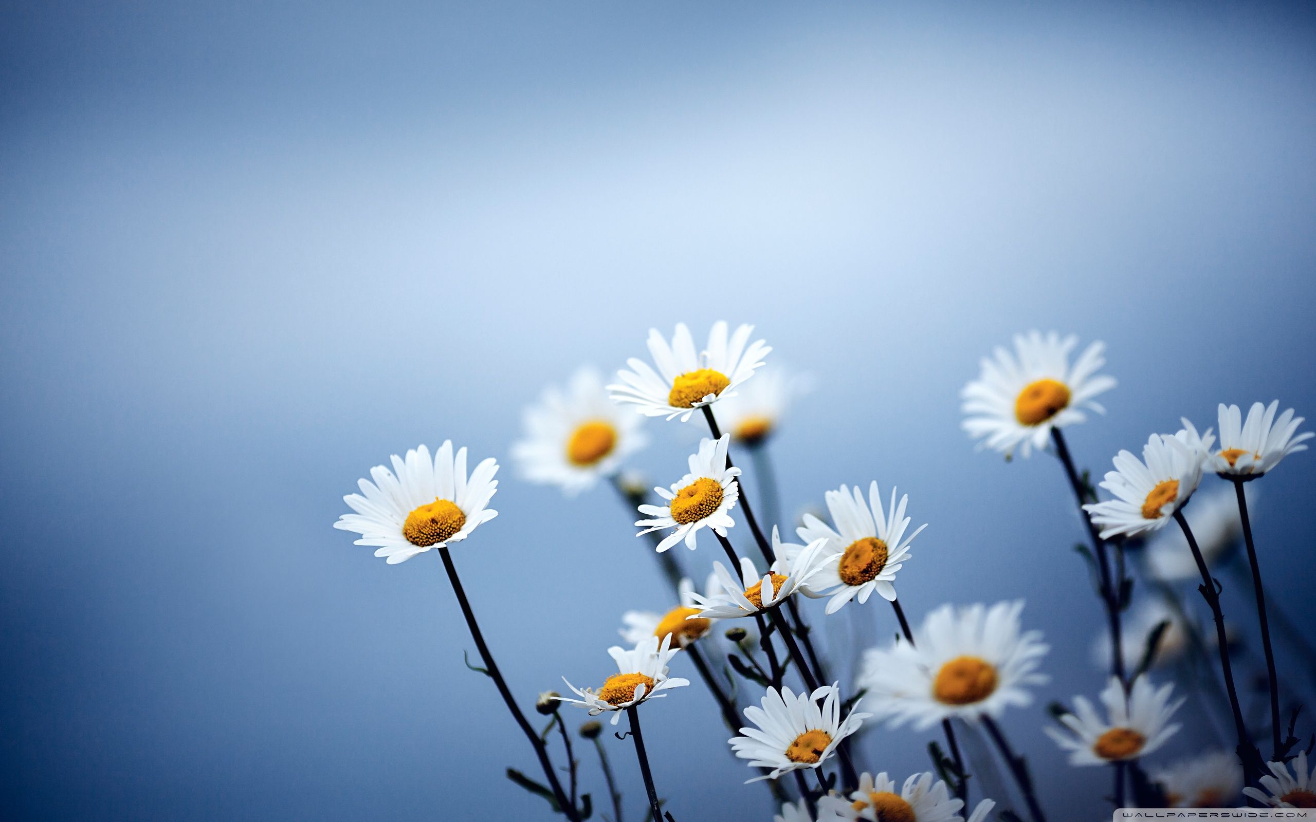 Simple Flower Wallpapers